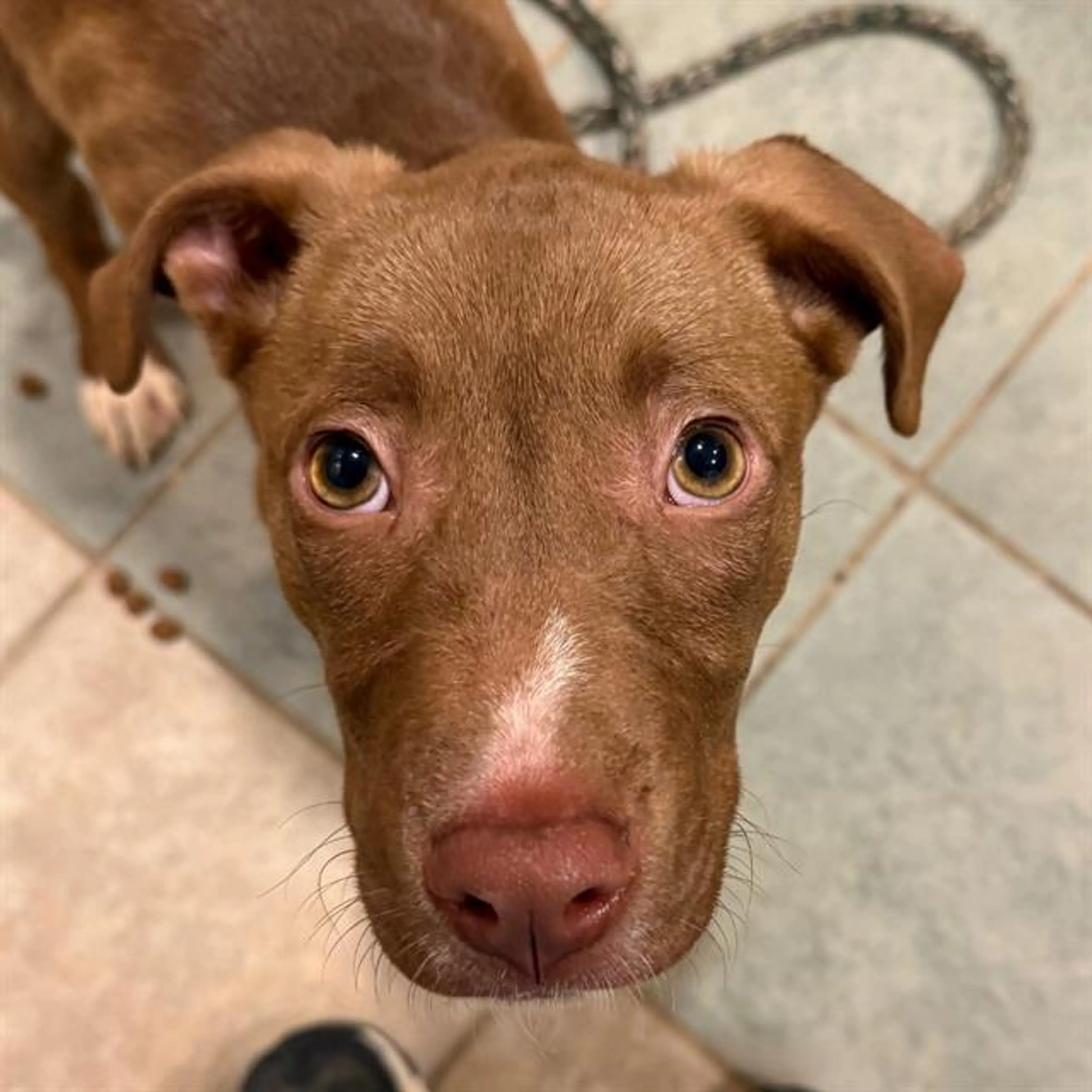 Found pet