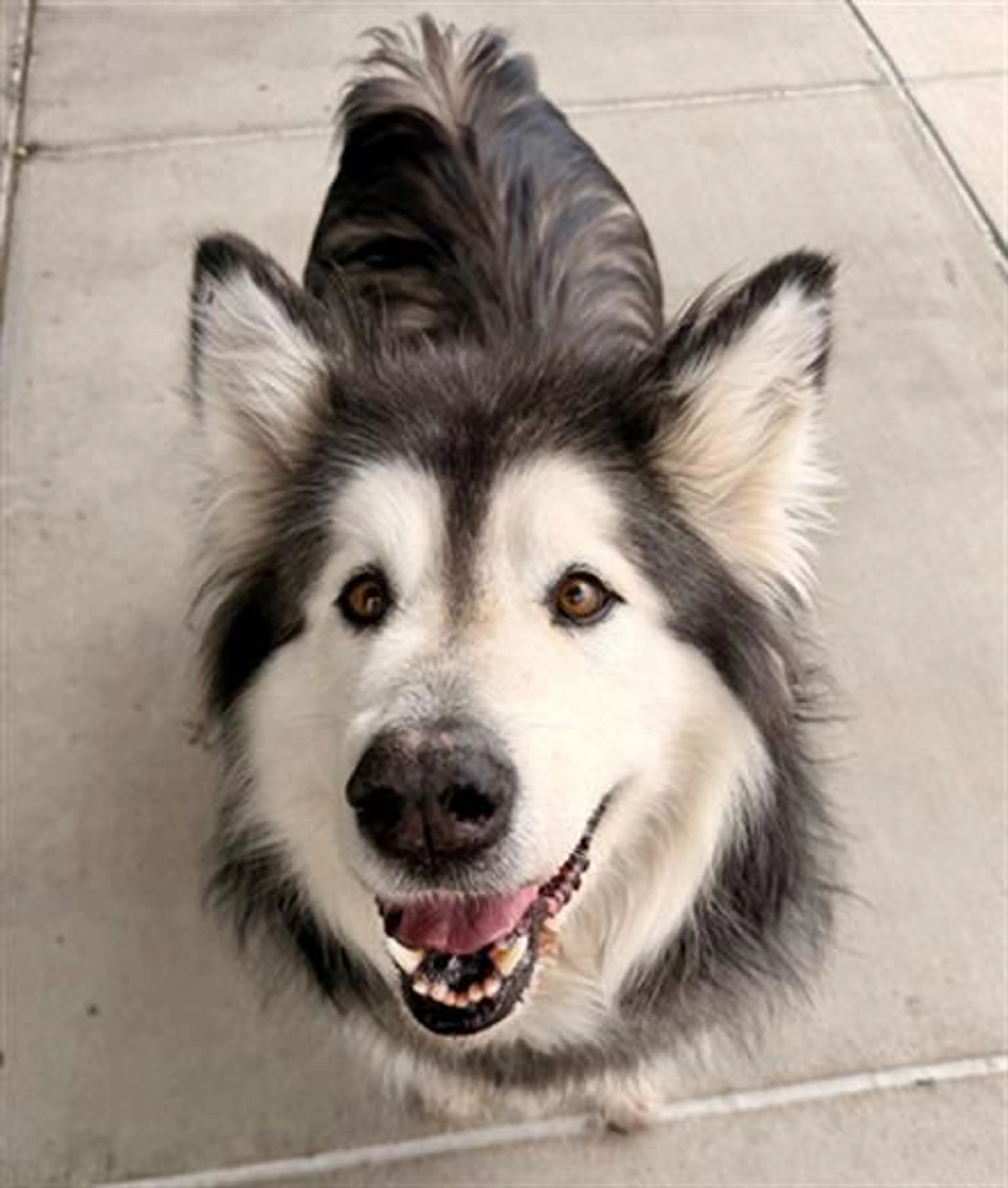 Found pet