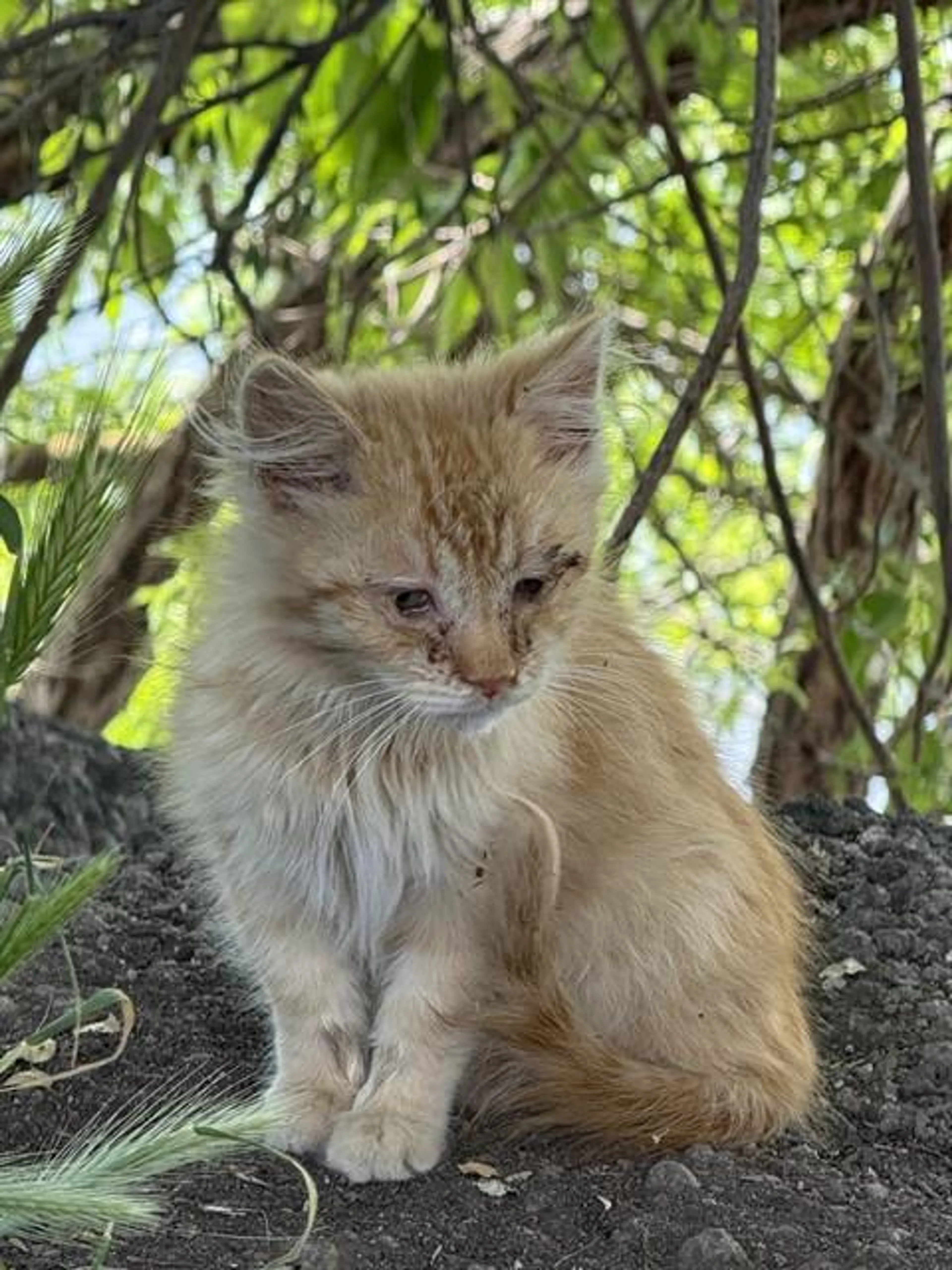 Found pet