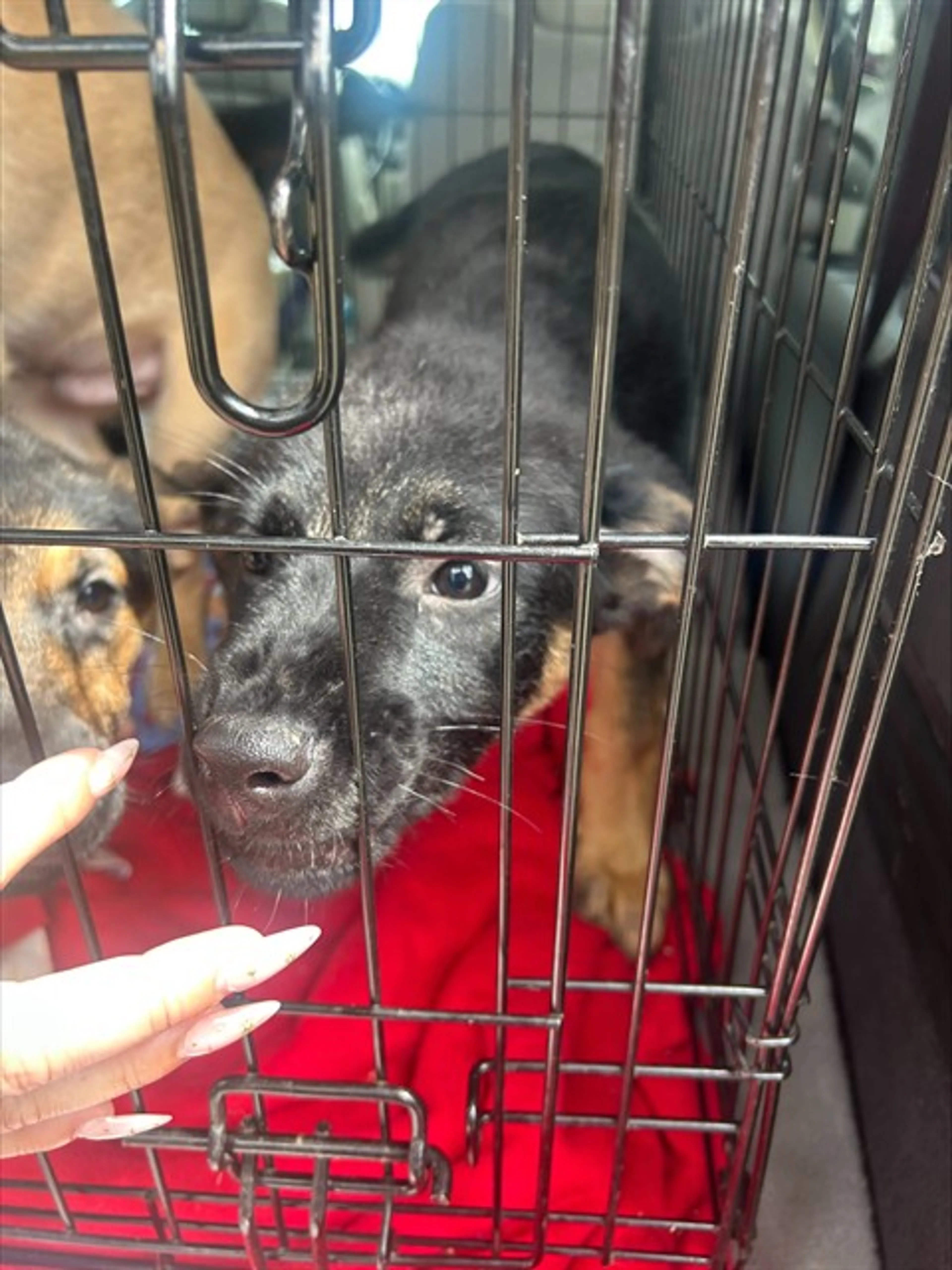 Found pet