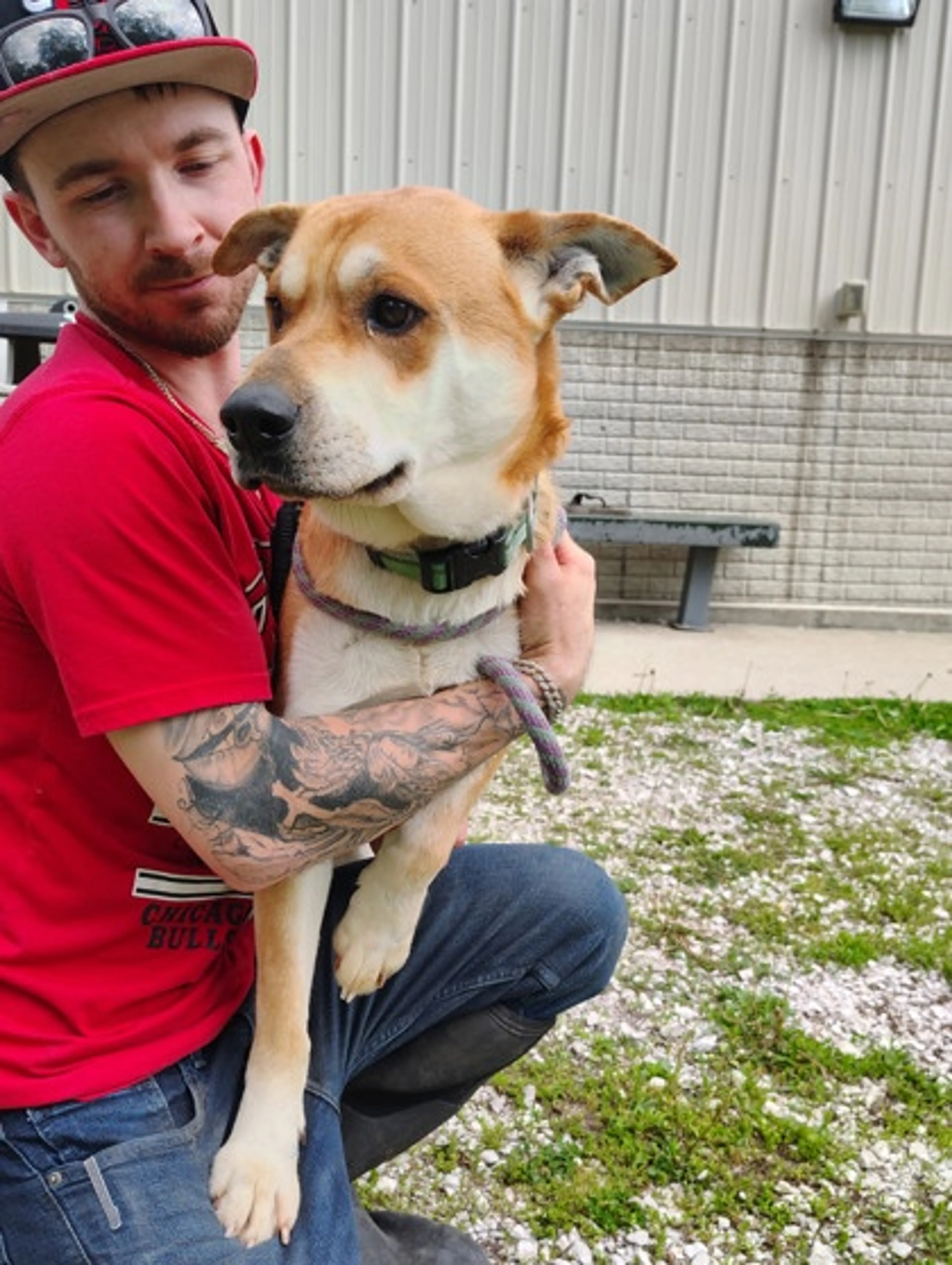 Found pet