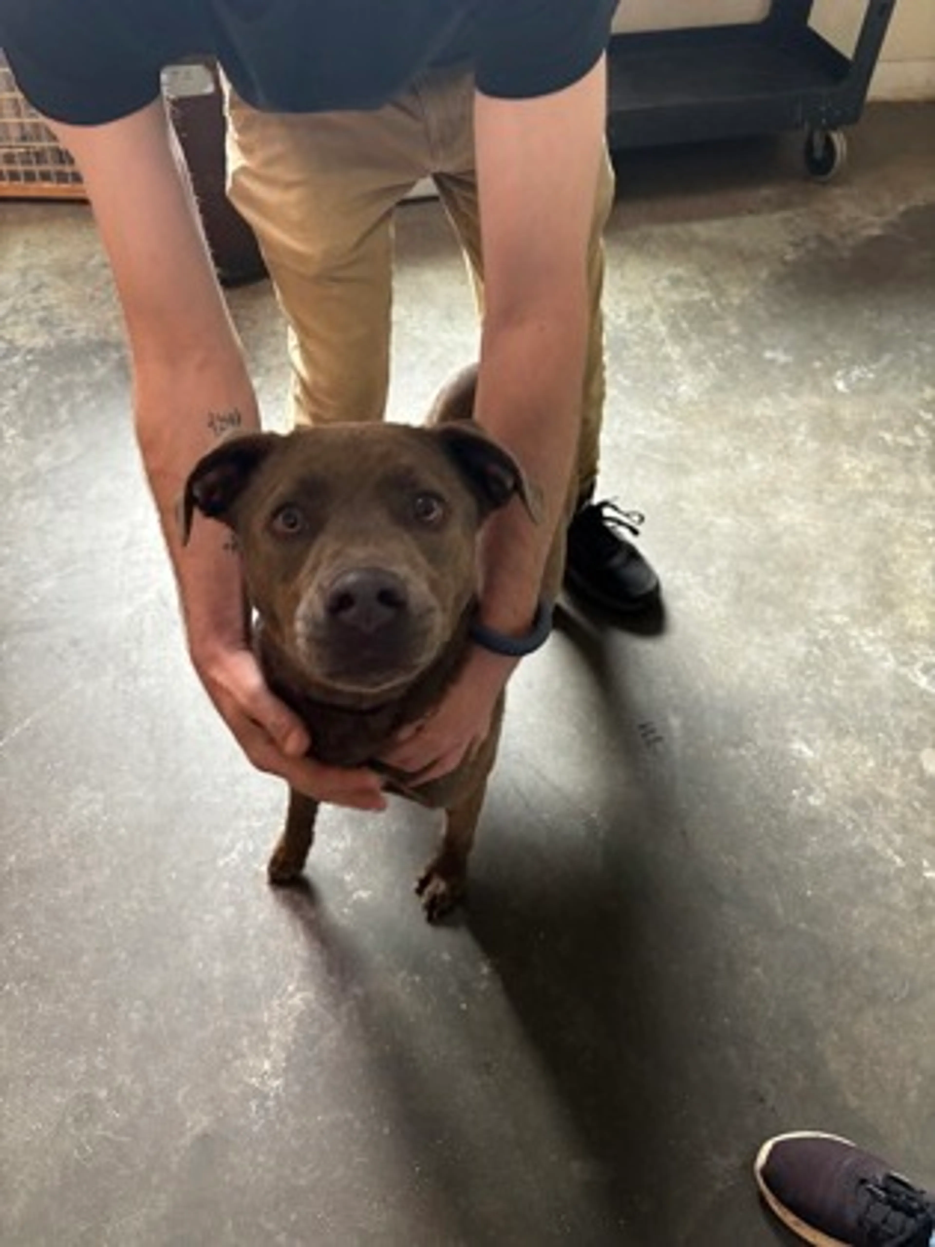 Found pet