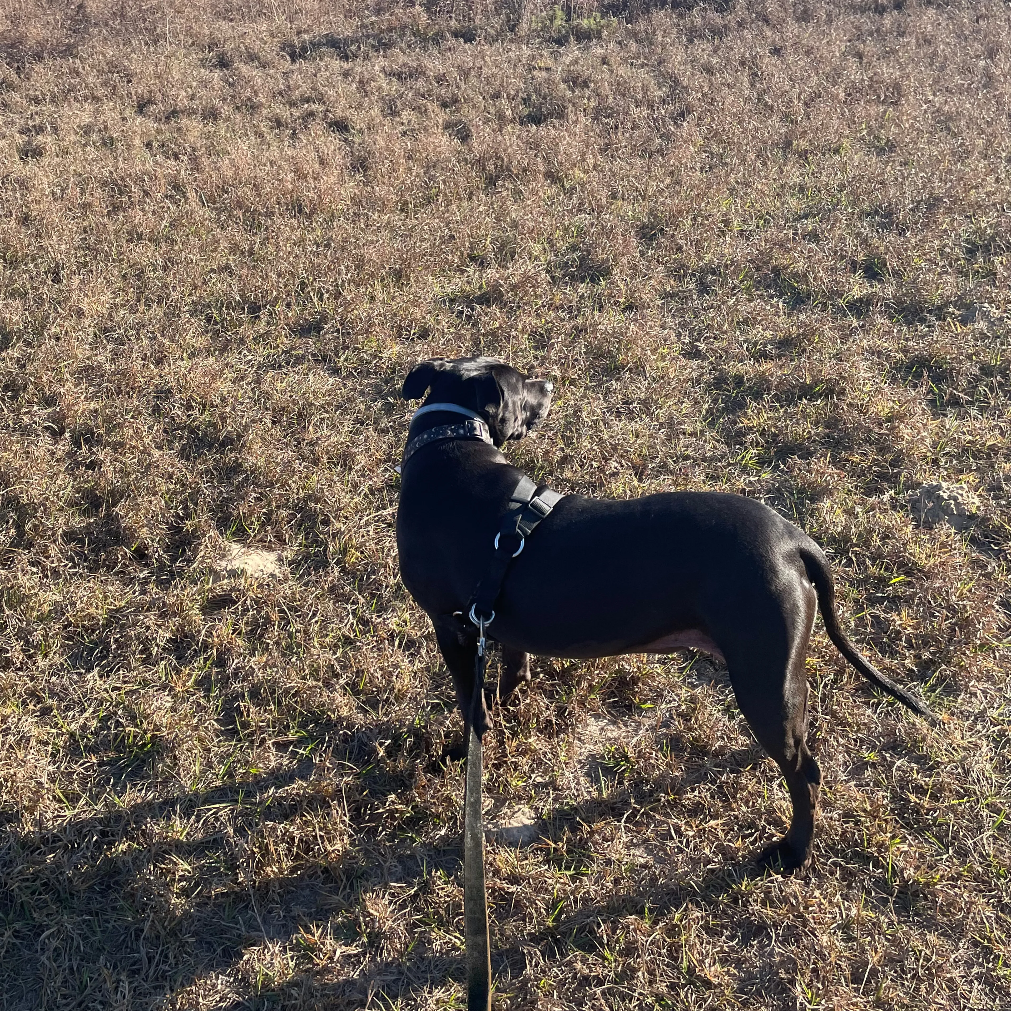 Lost pet-1