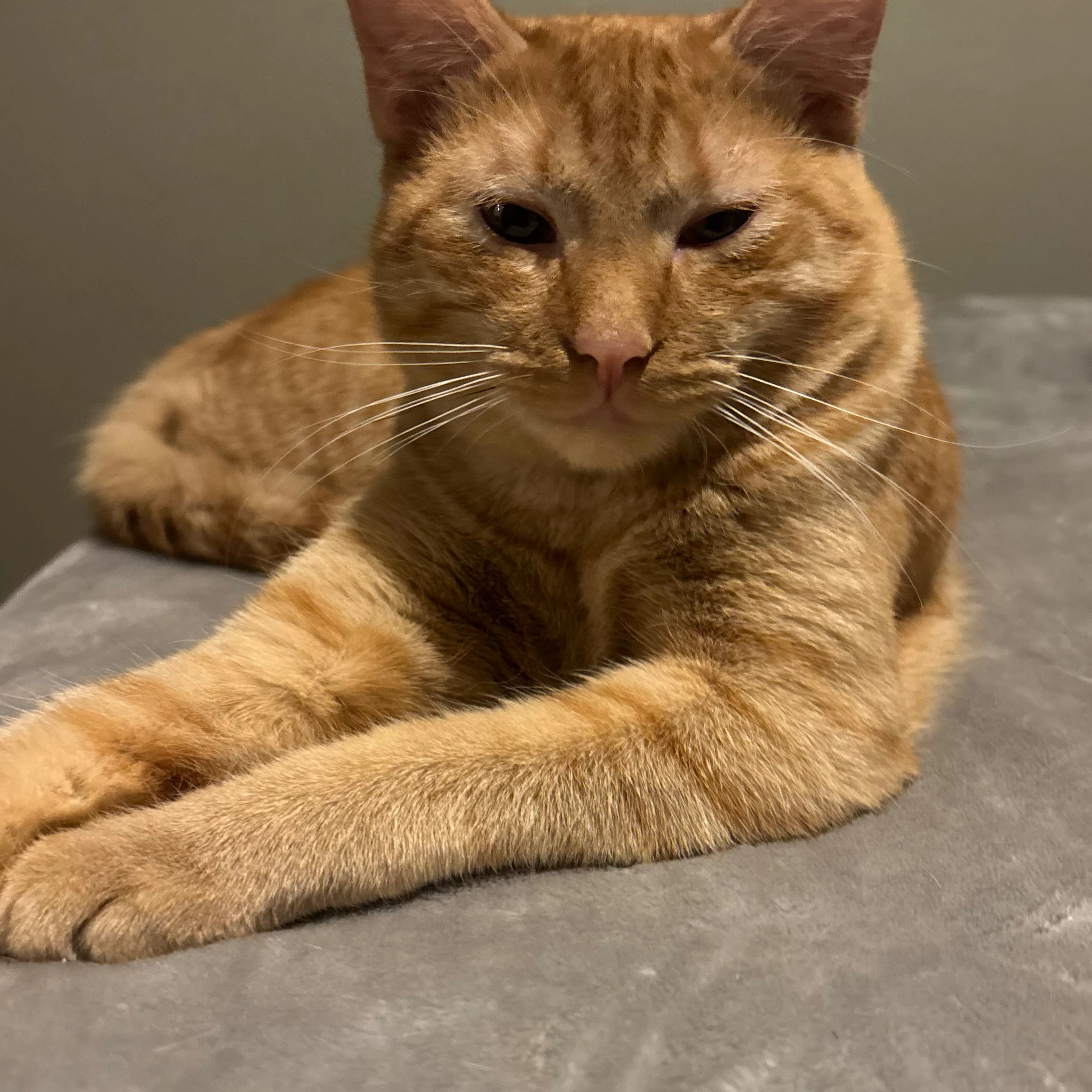 Lost pet-2