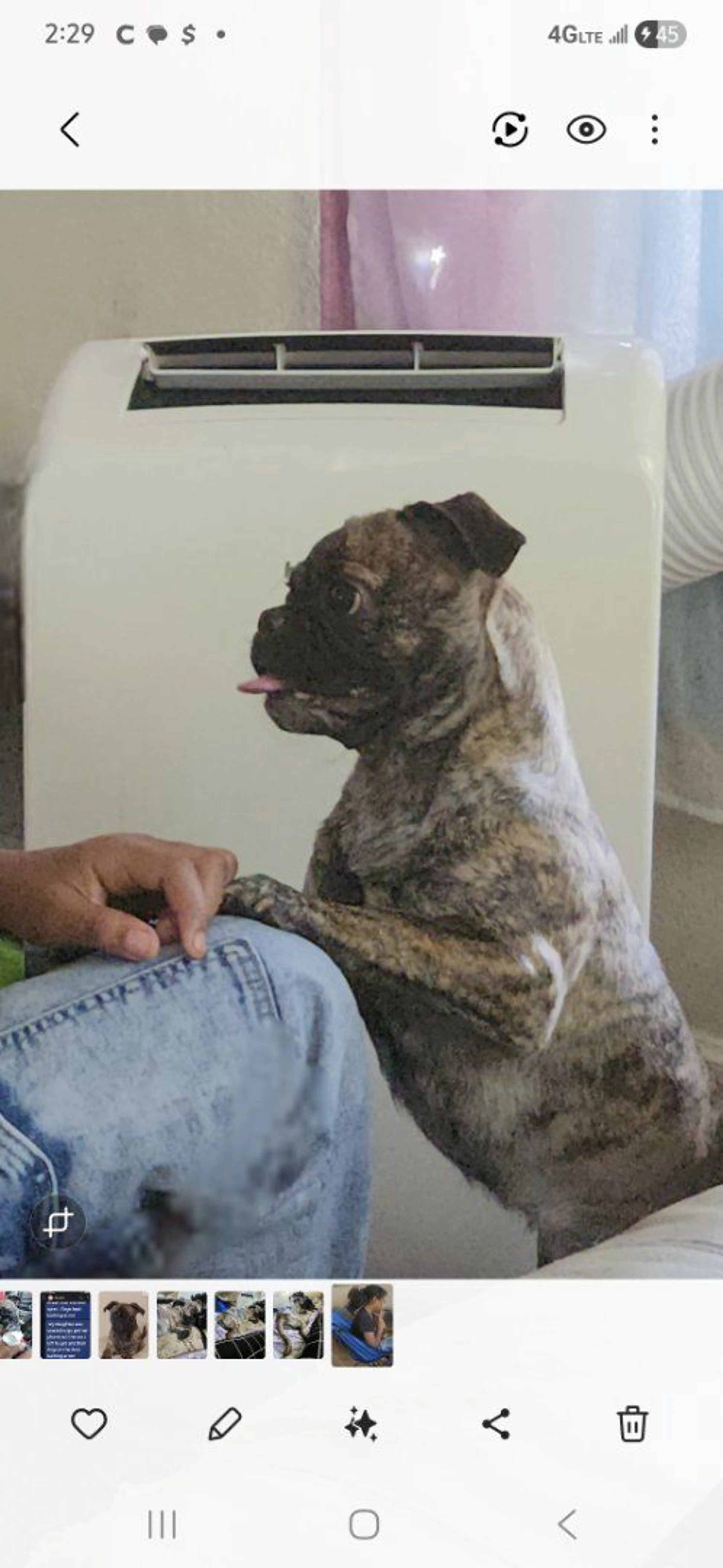 Lost pet-2