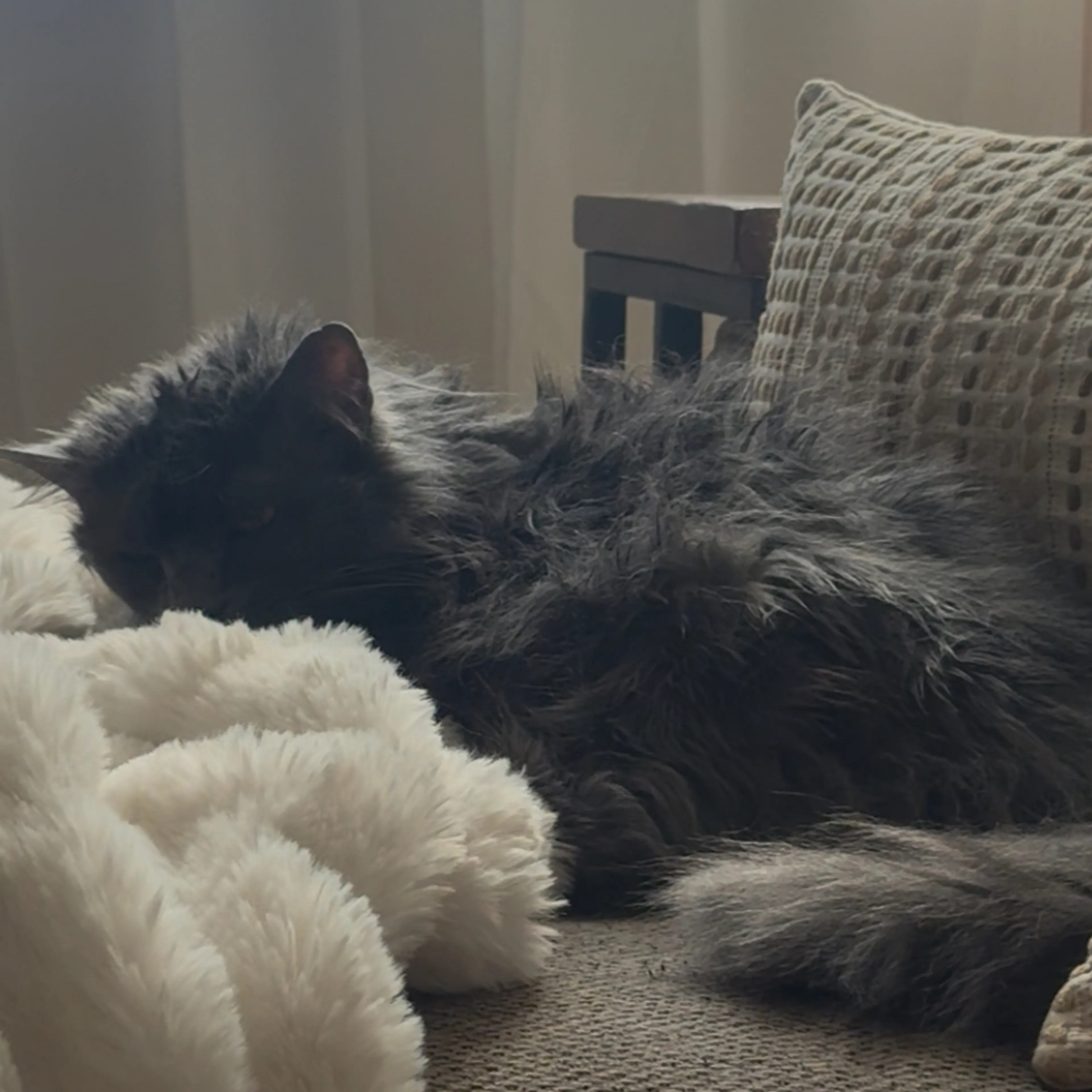 Lost pet-2