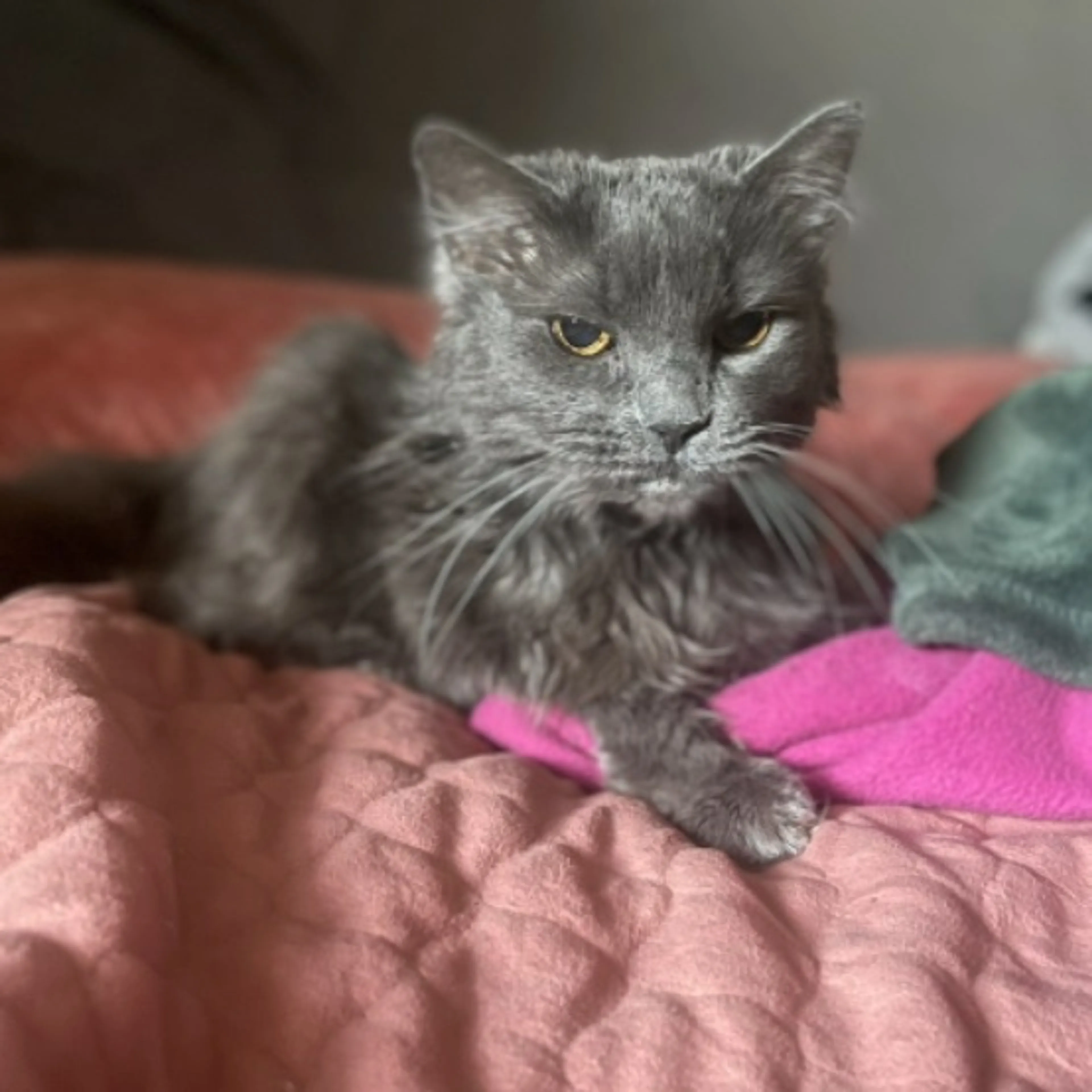 Lost pet-0