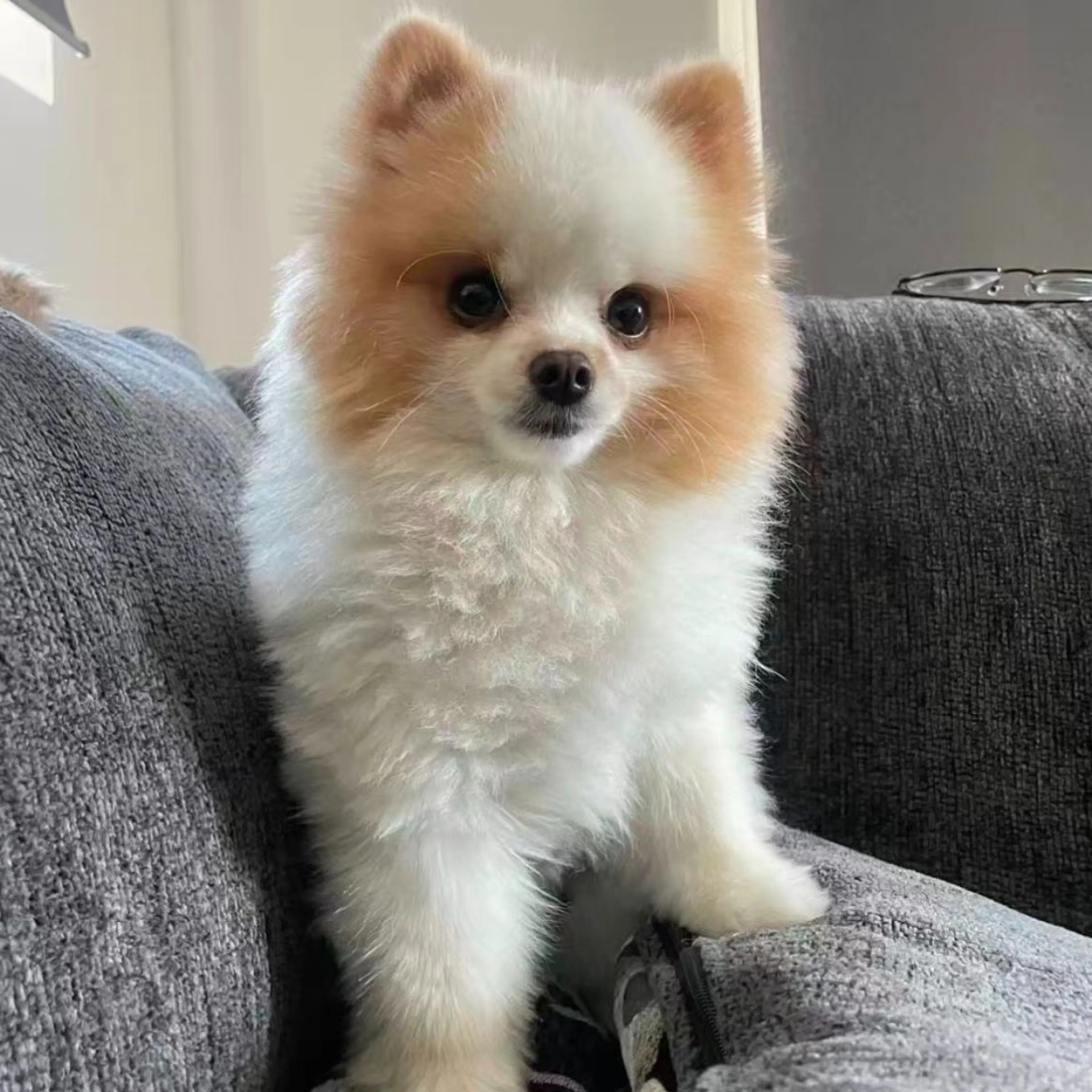 Lost pet-0