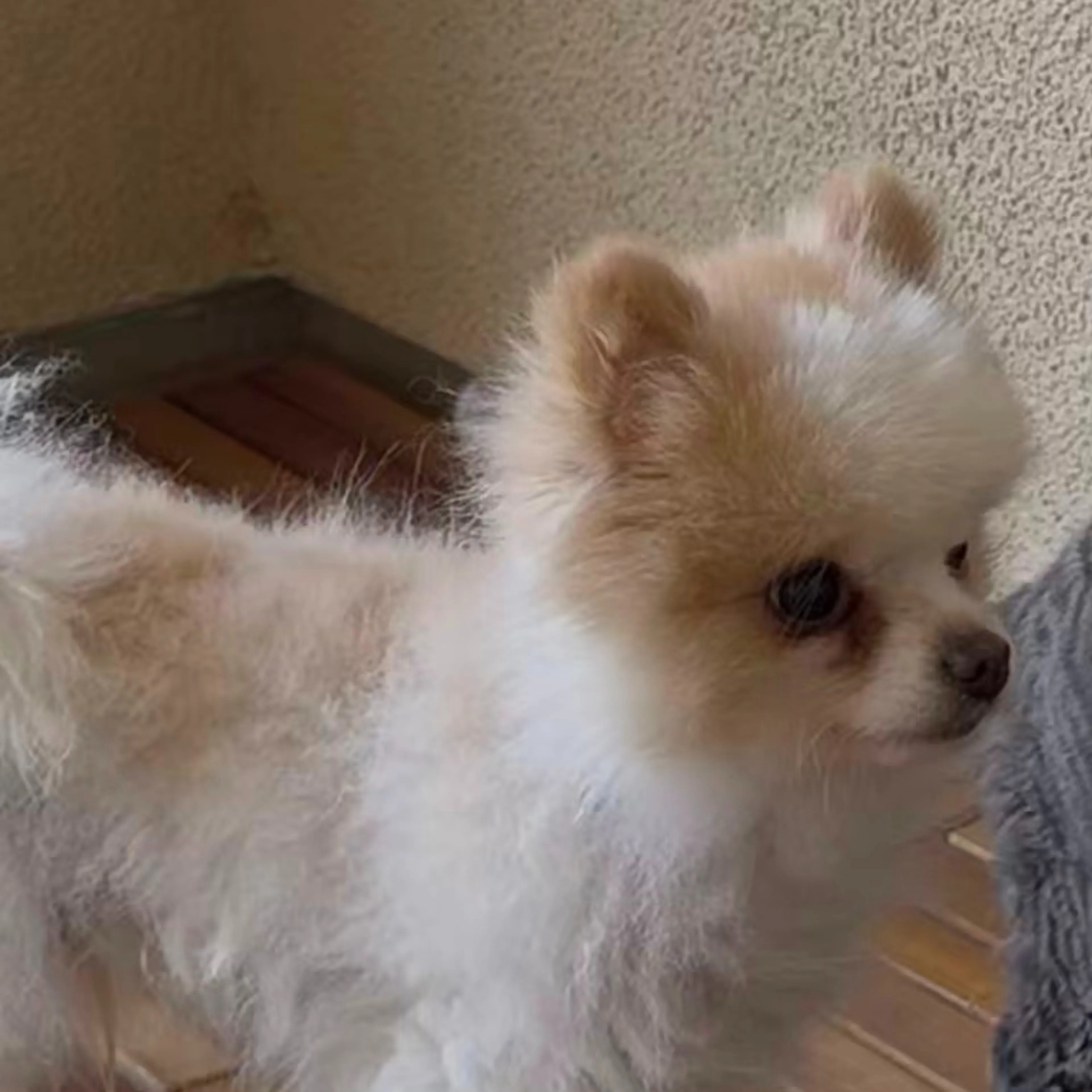 Lost pet-2