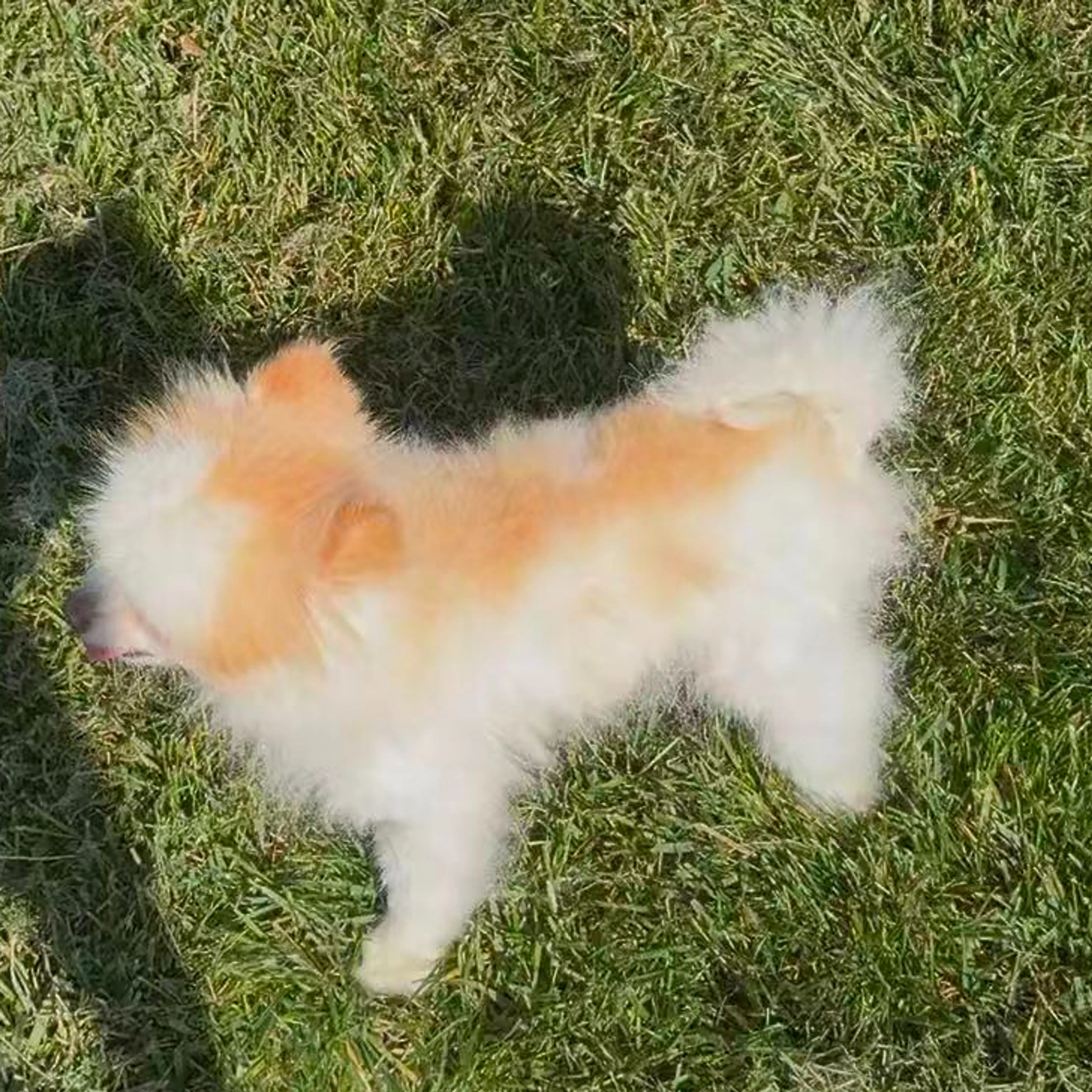 Lost pet-1