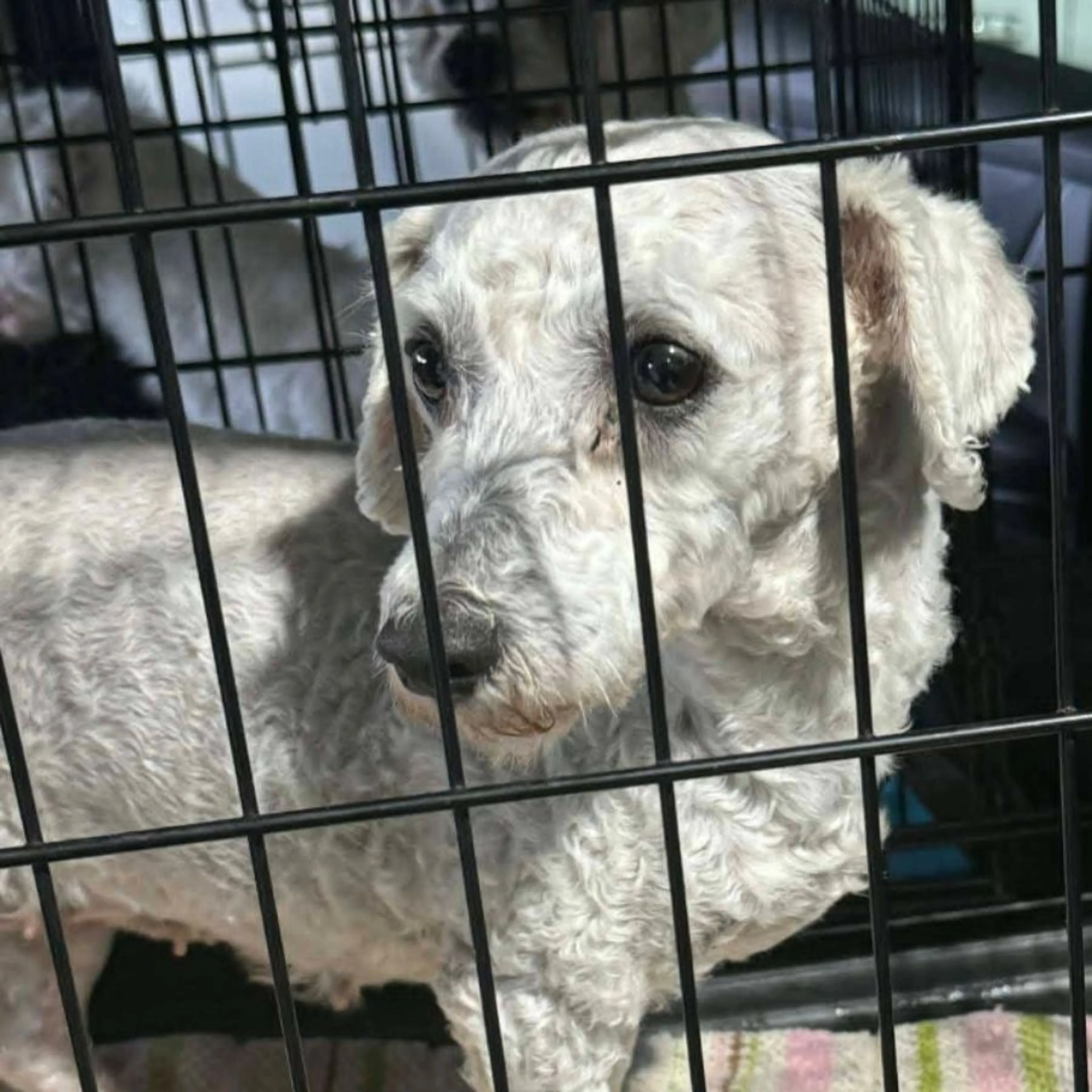 Lost pet