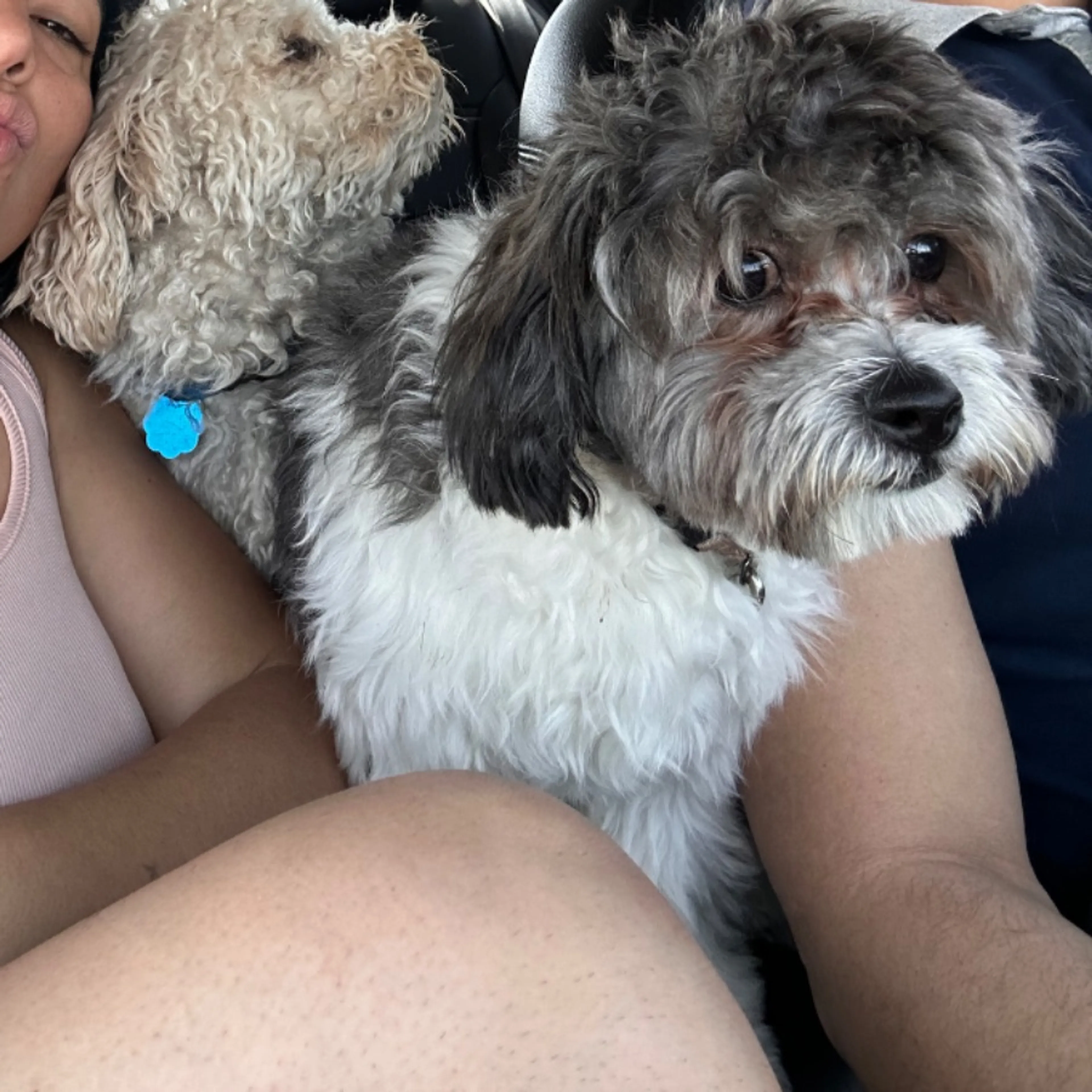 Lost pet-0