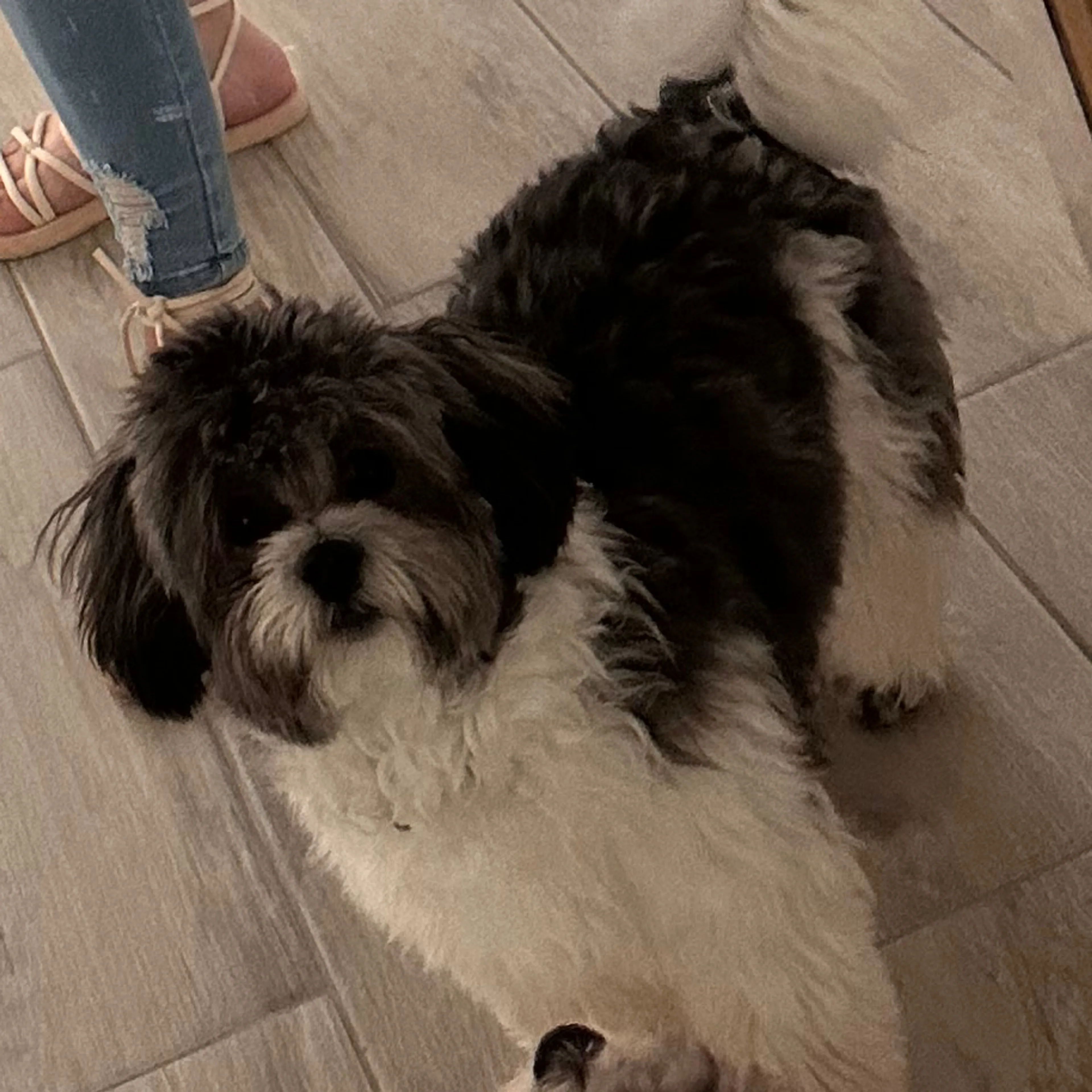 Lost pet-1