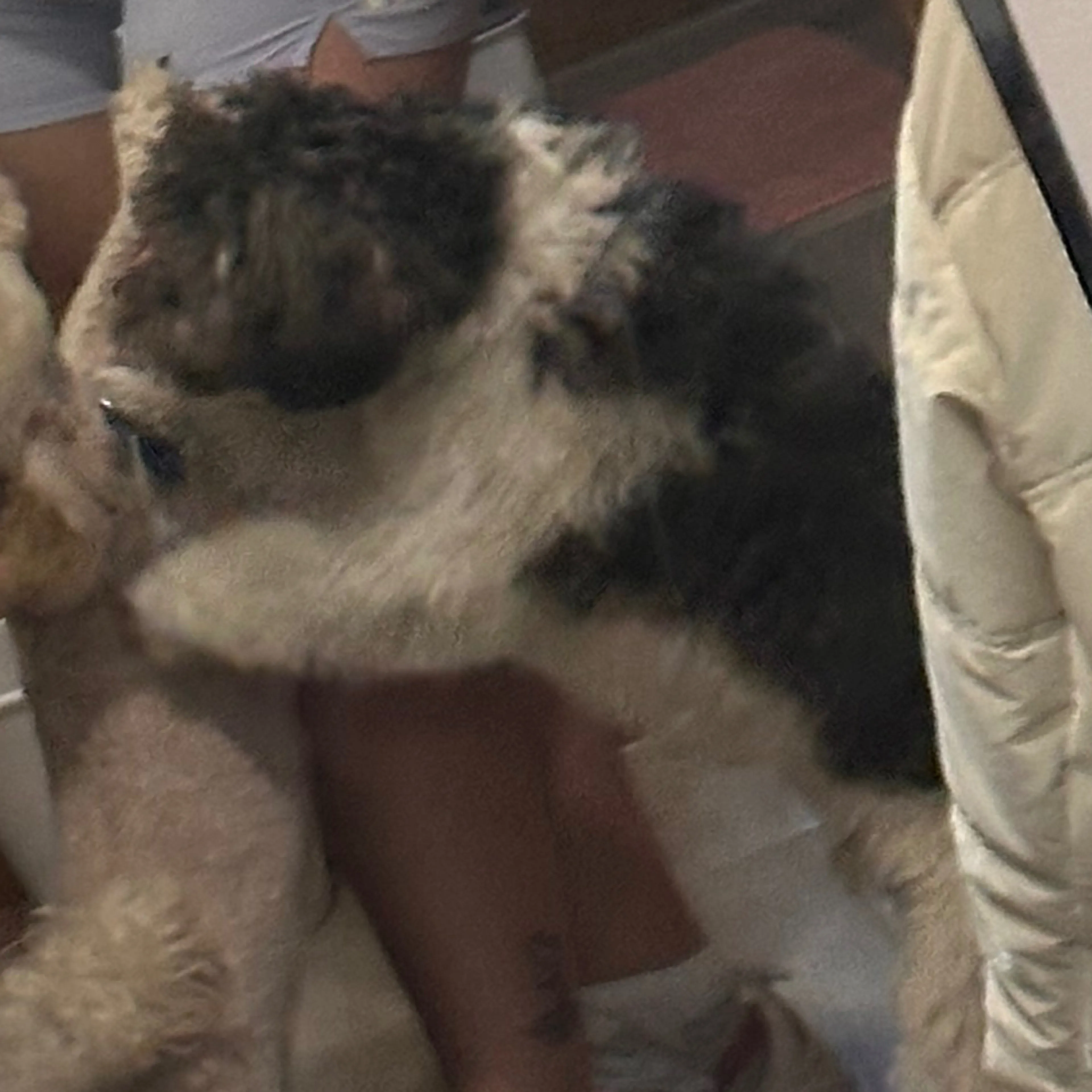Lost pet-2