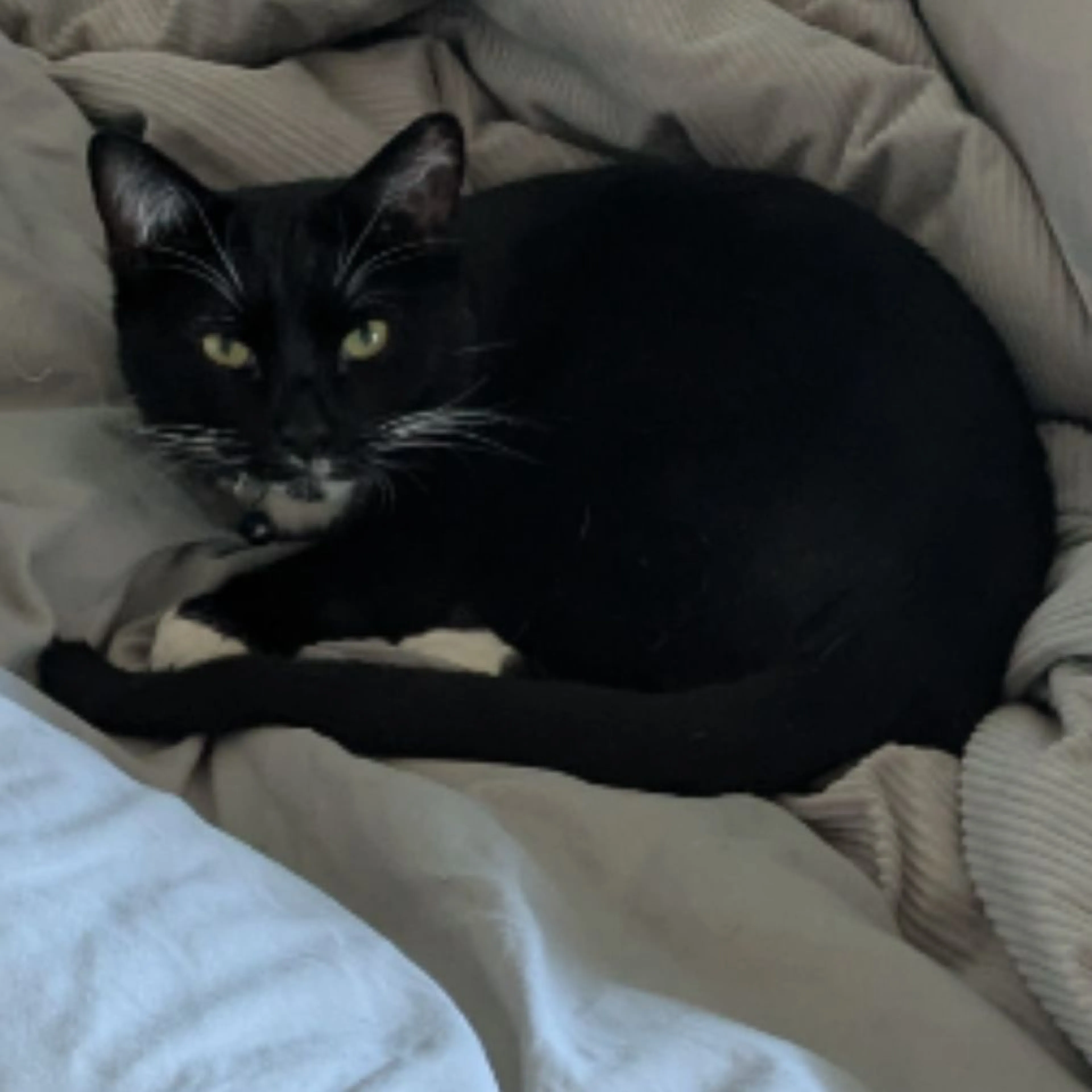 Lost pet