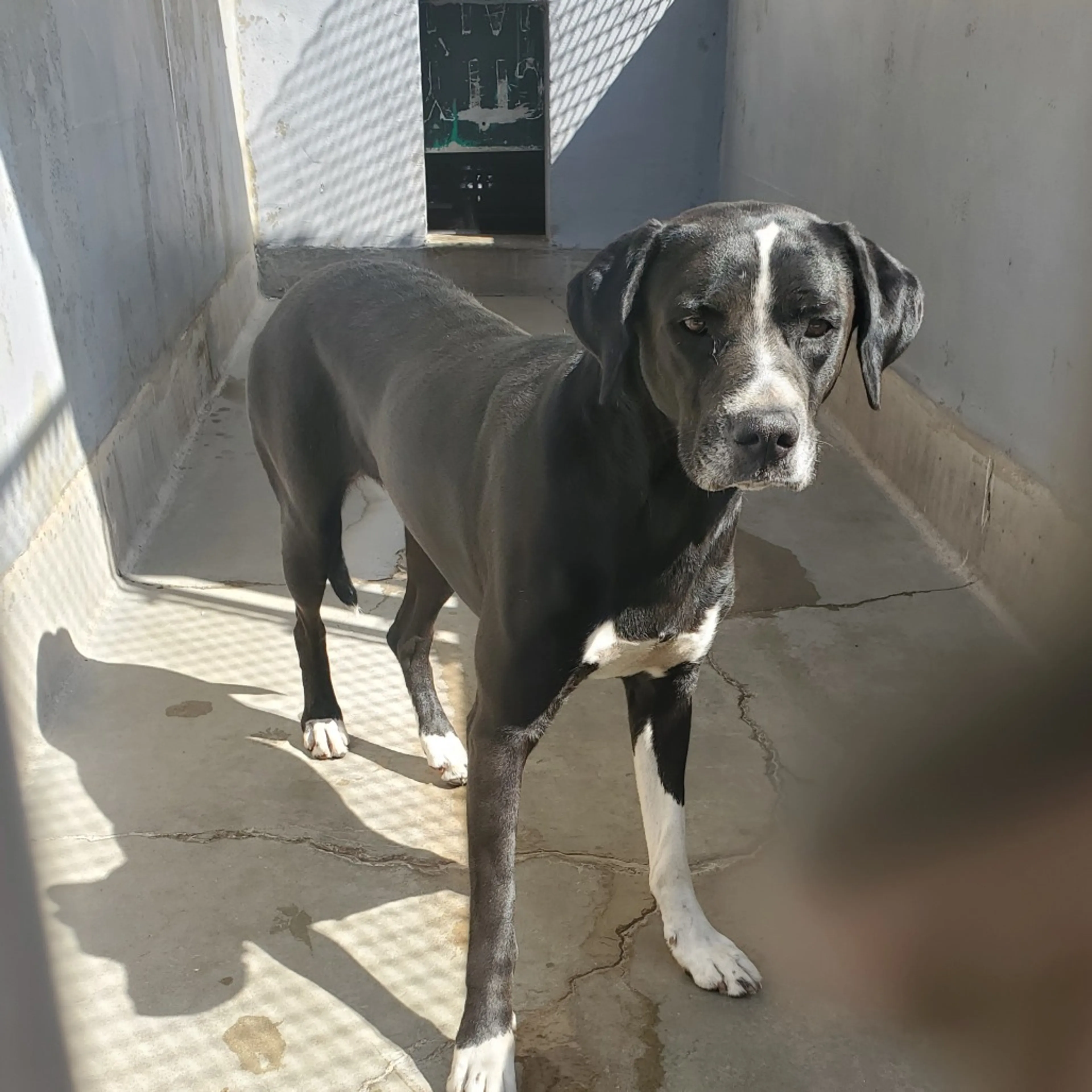 Found pet-1