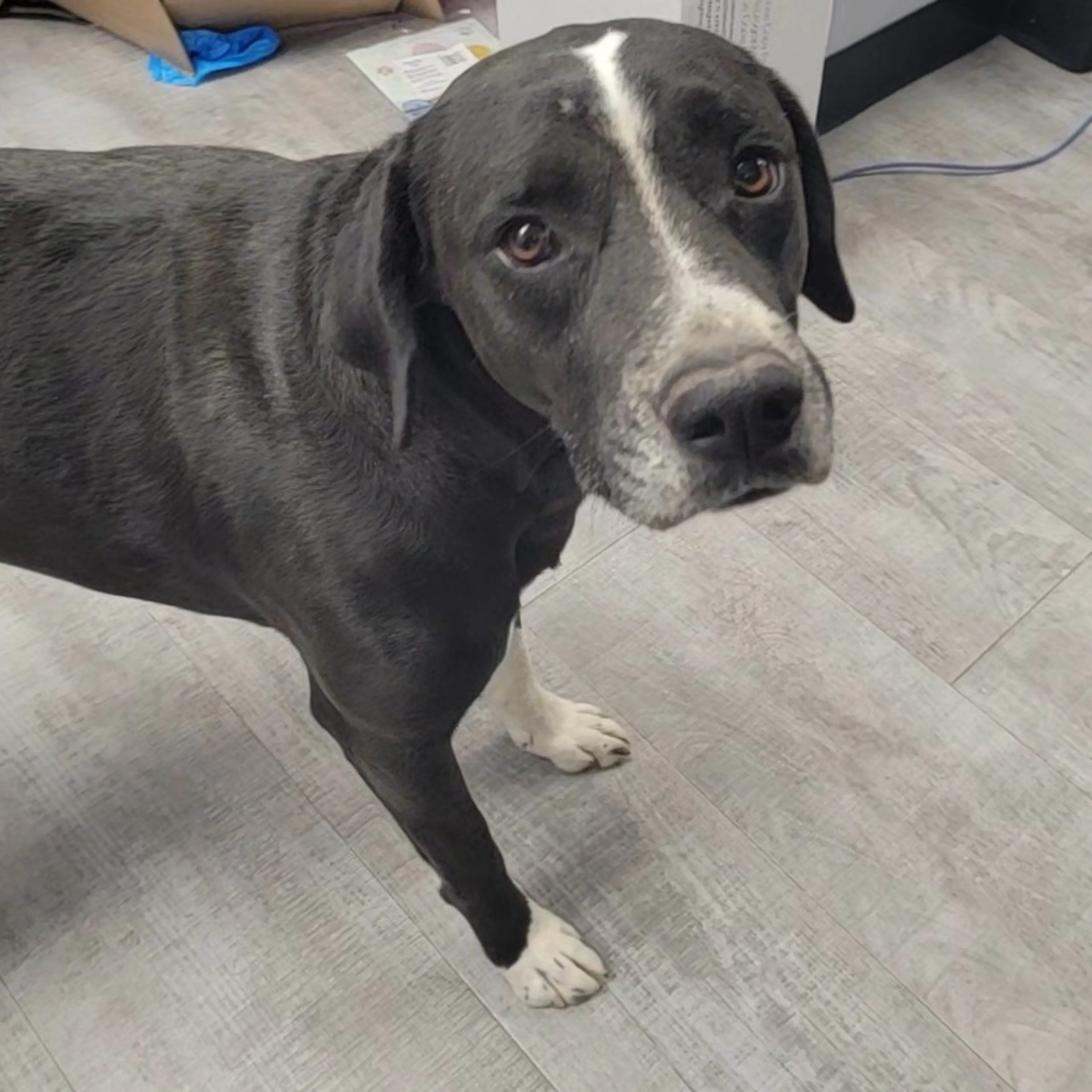 Found pet-2