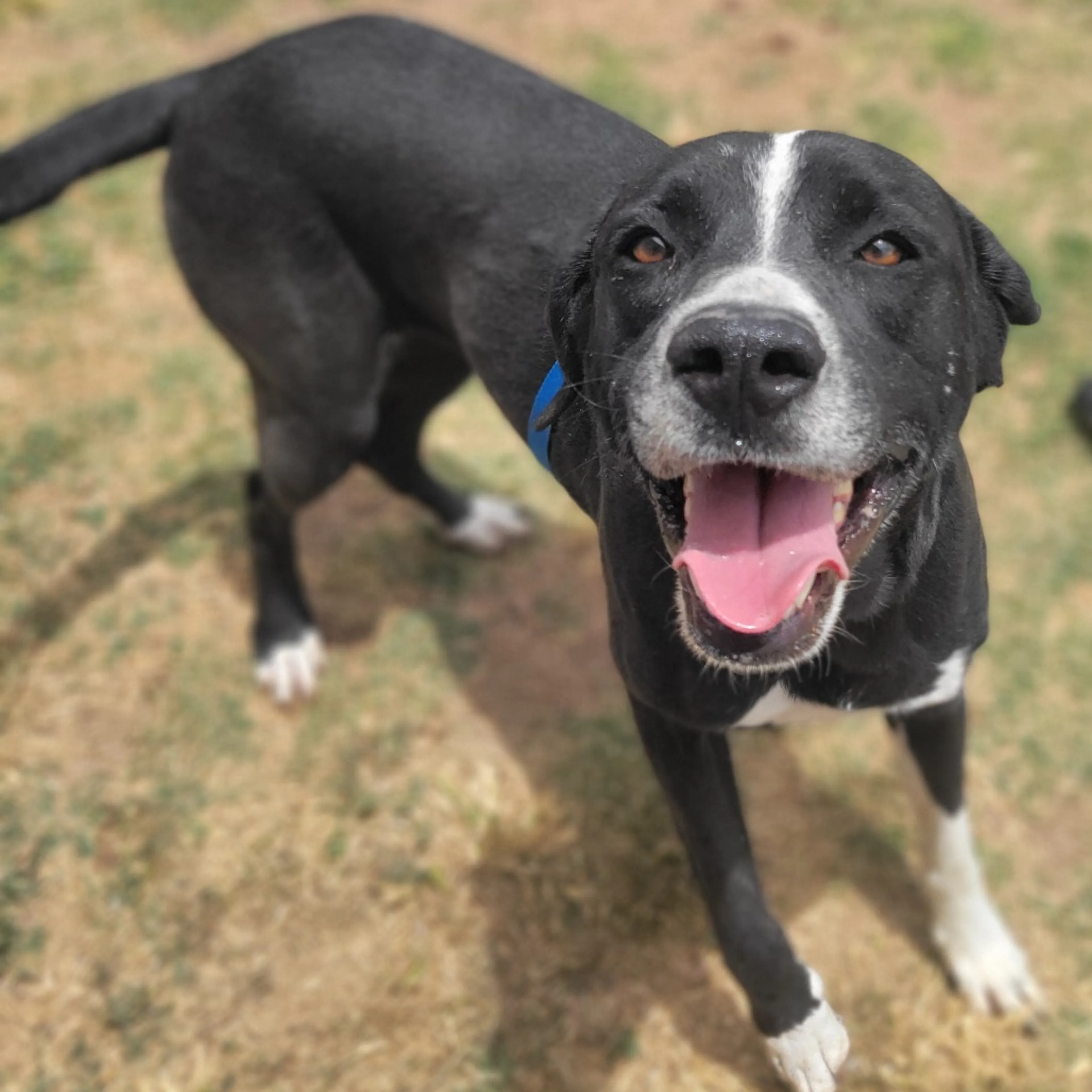Found pet-8