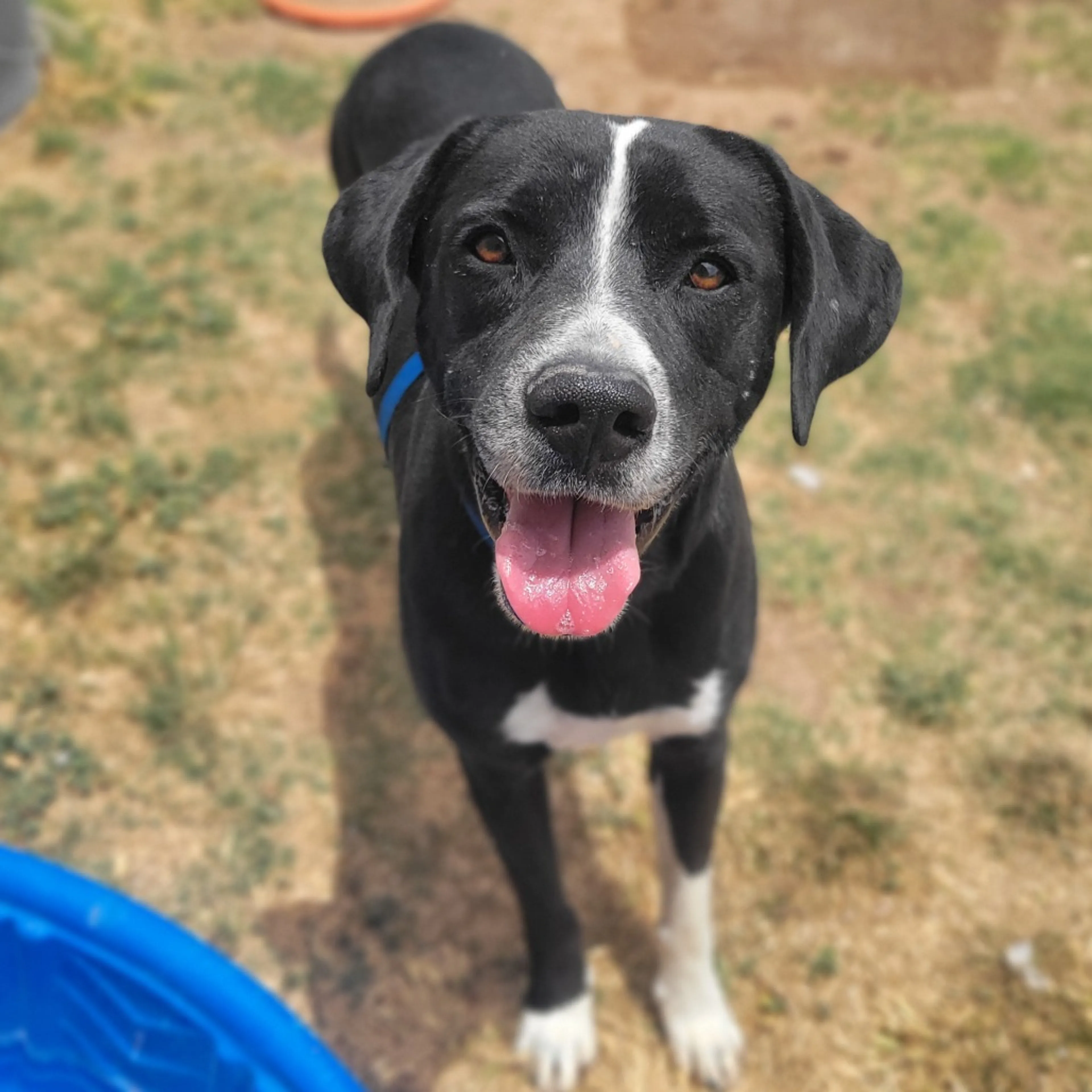 Found pet-9