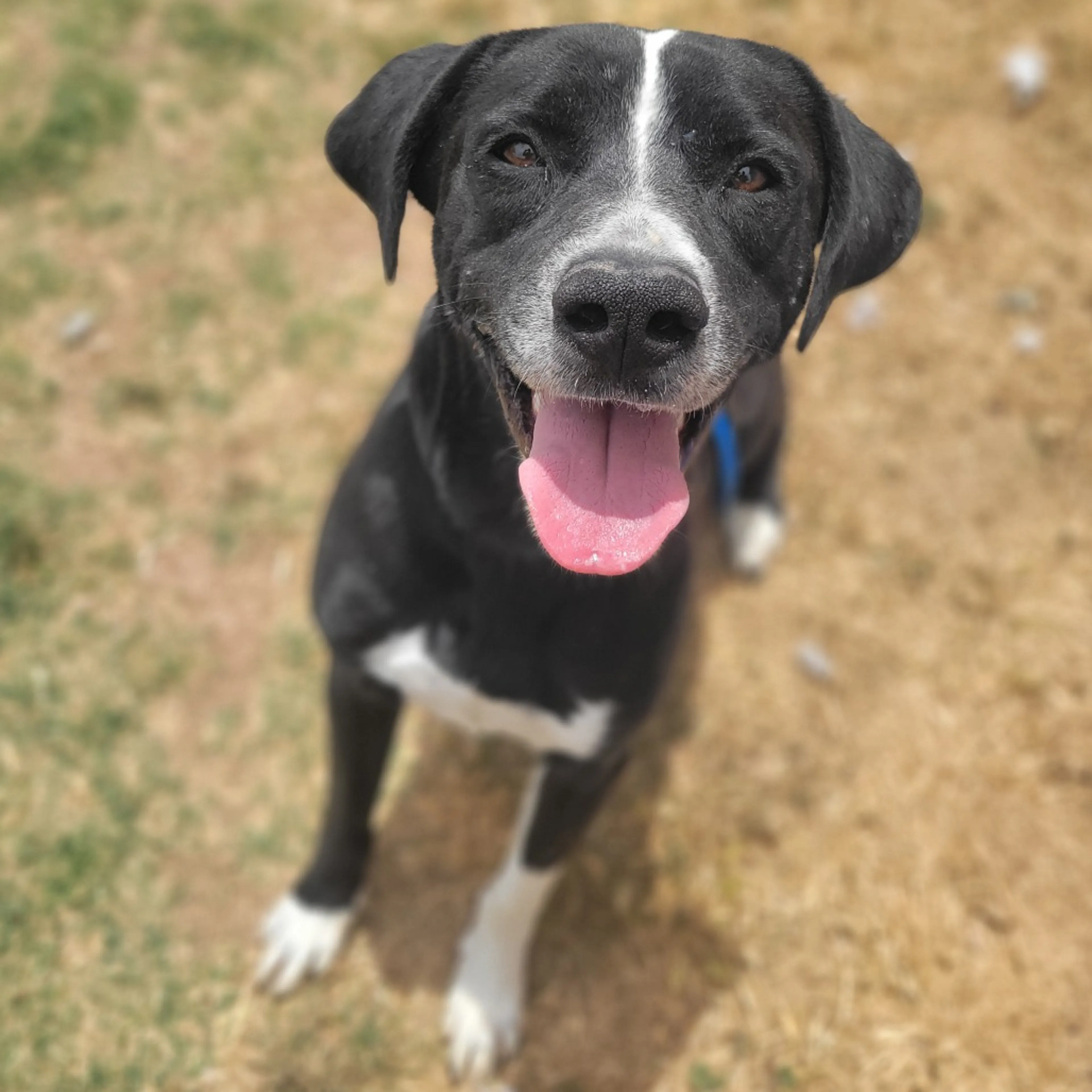 Found pet-6