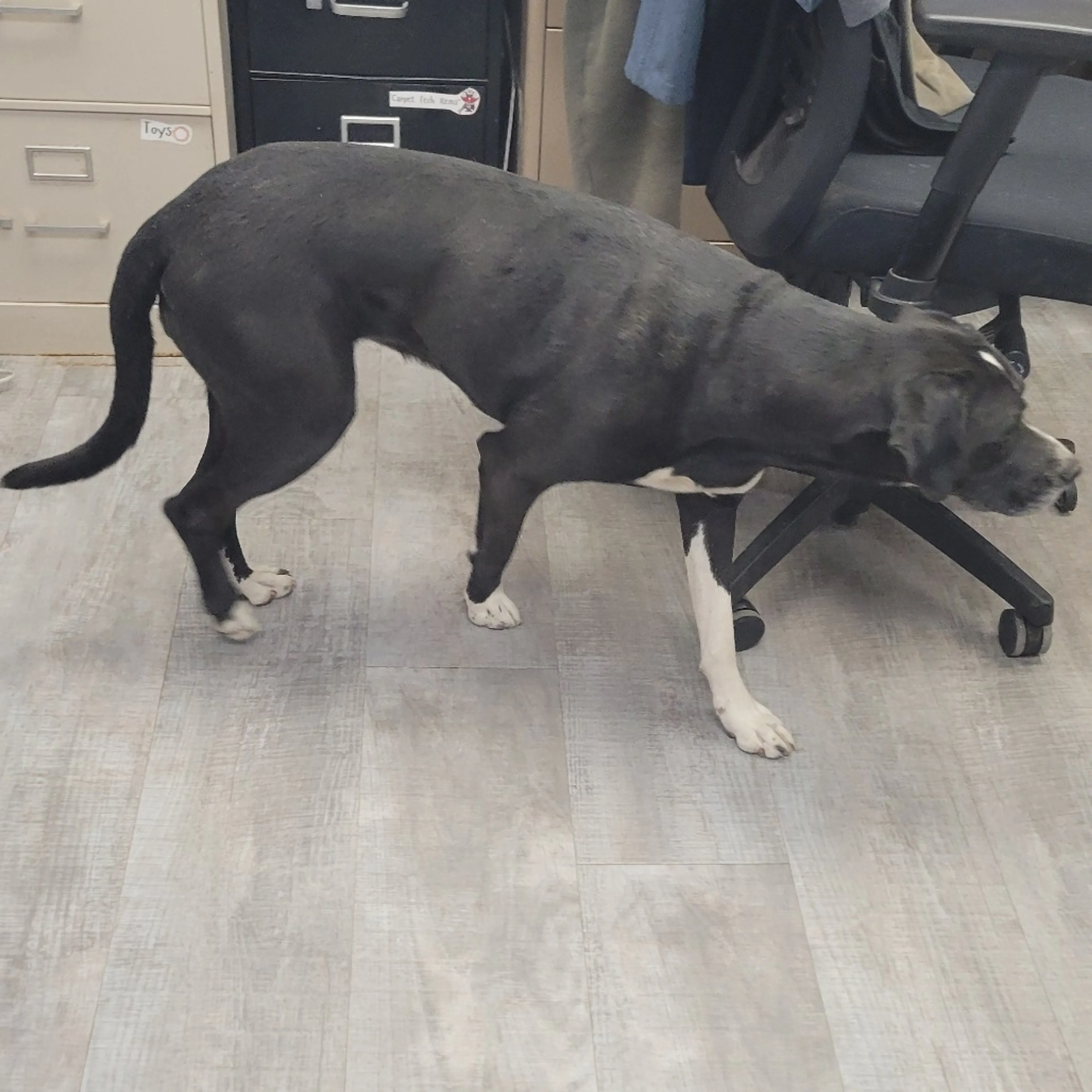 Found pet-3