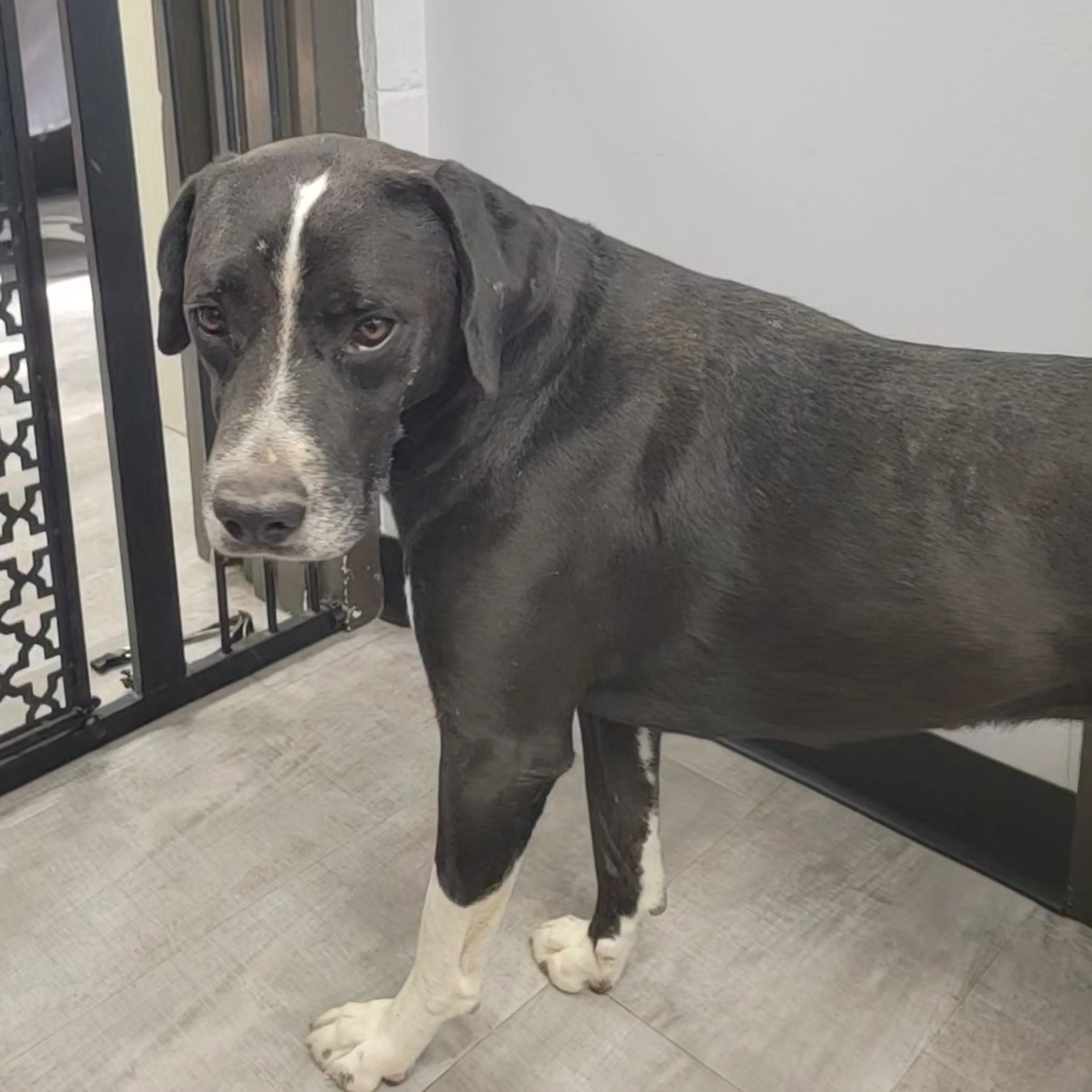 Found pet-4