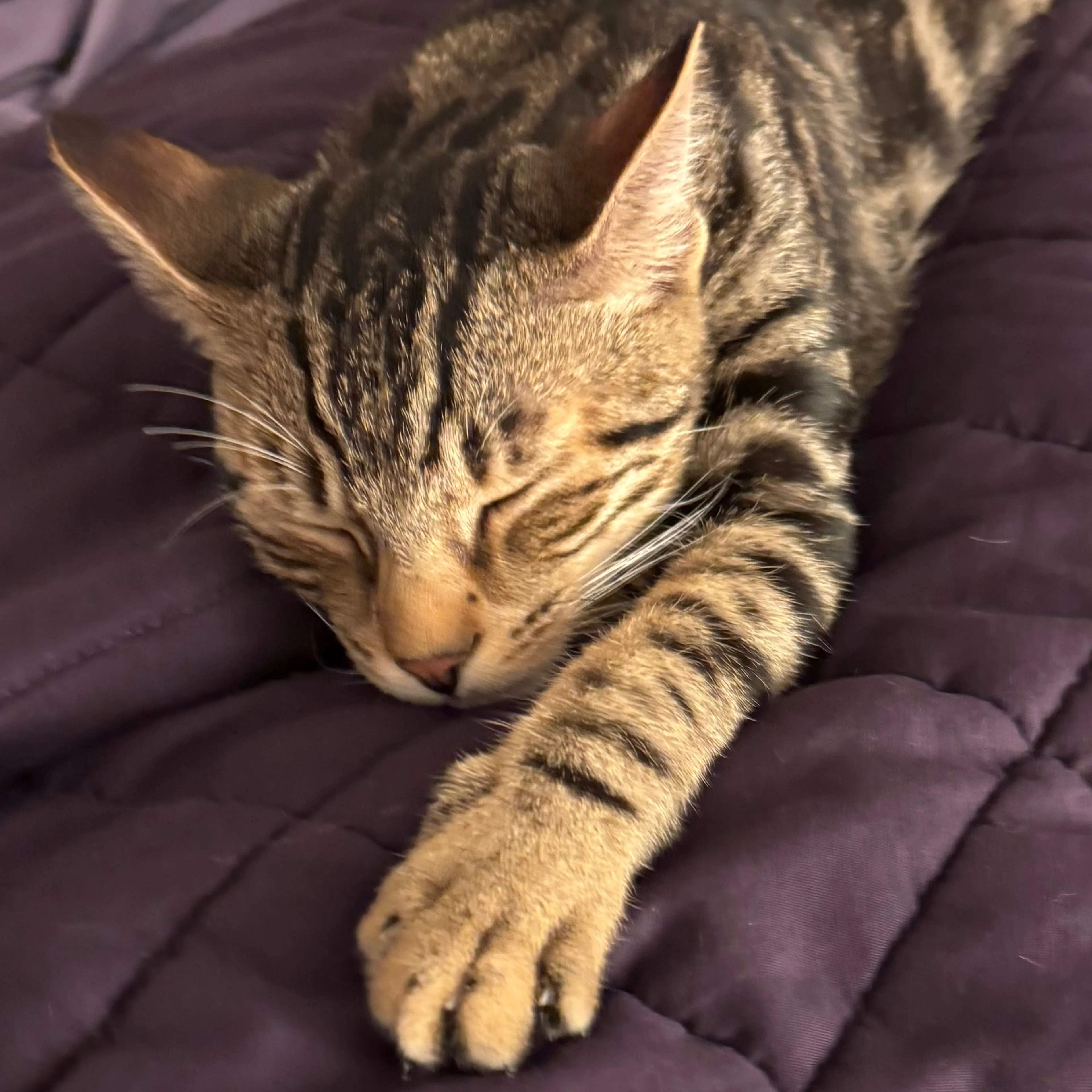 Lost pet-2