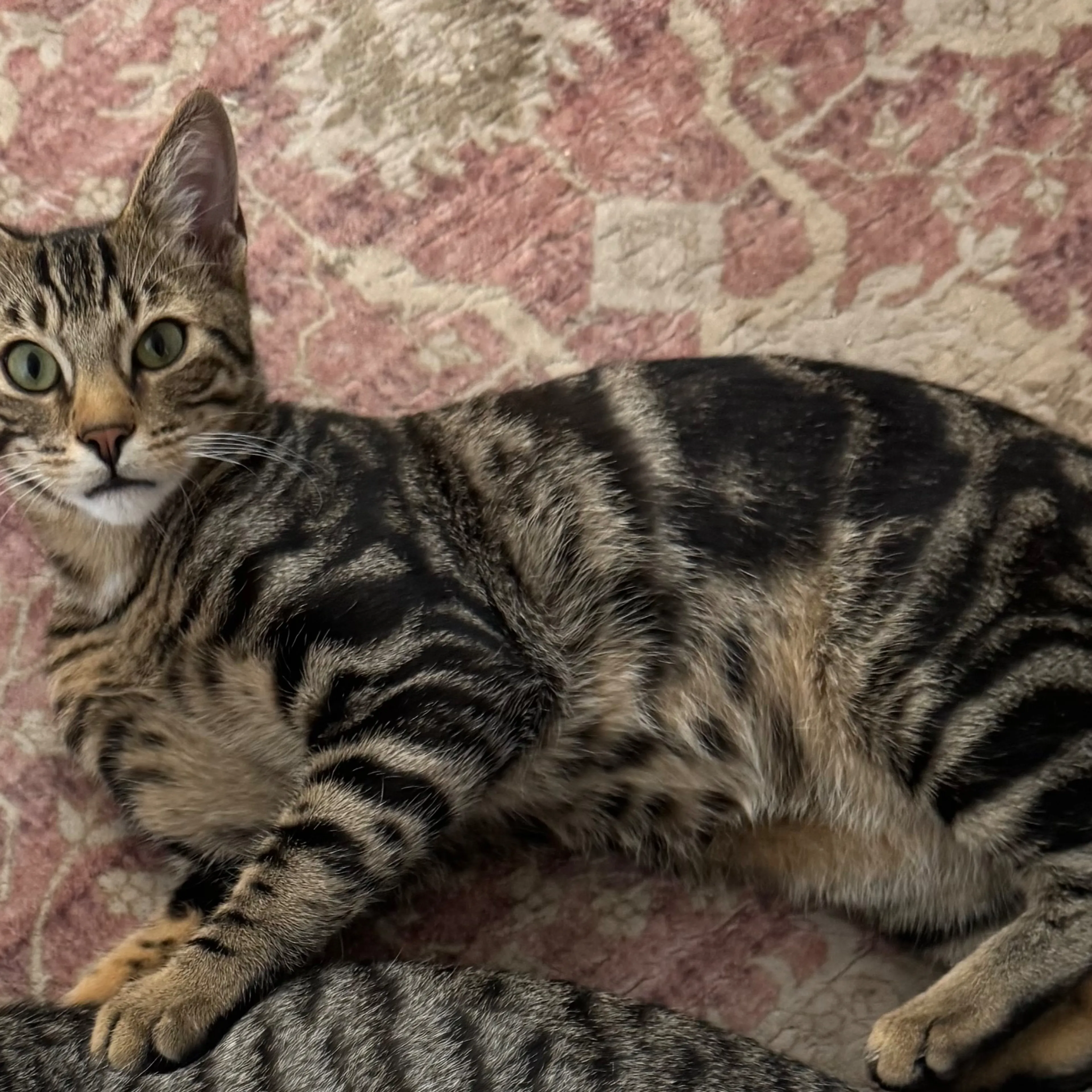 Lost pet-1