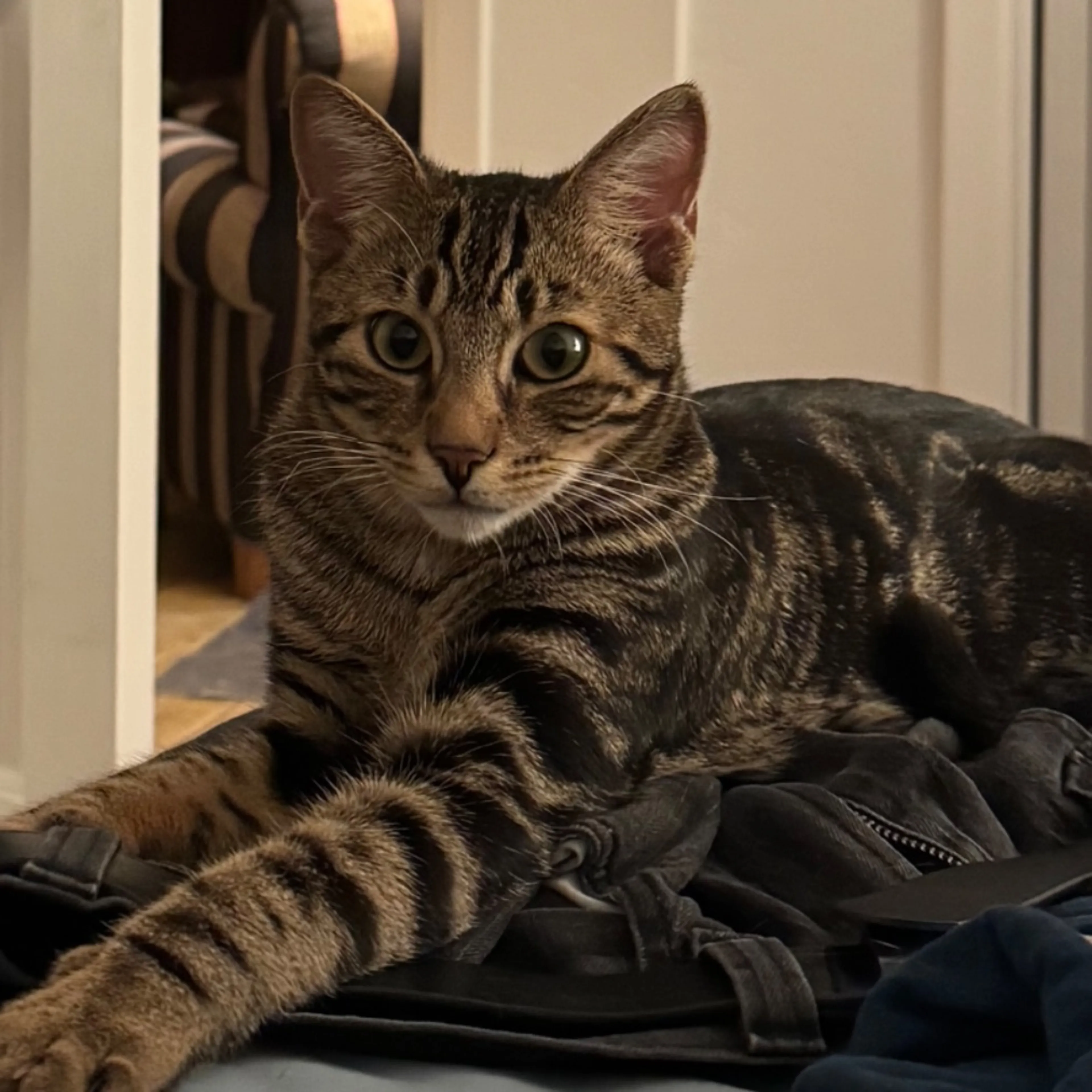 Lost pet-0