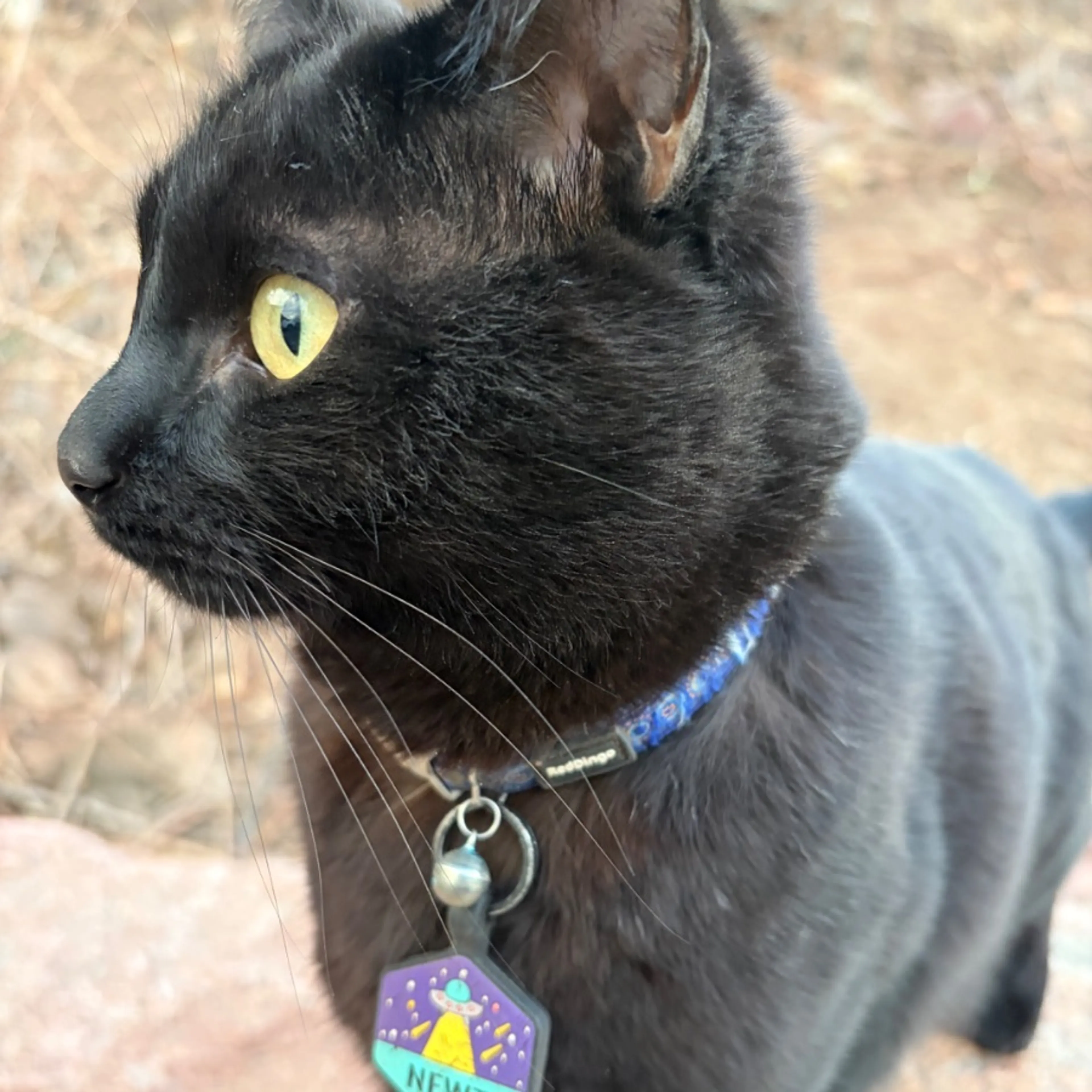 Lost pet