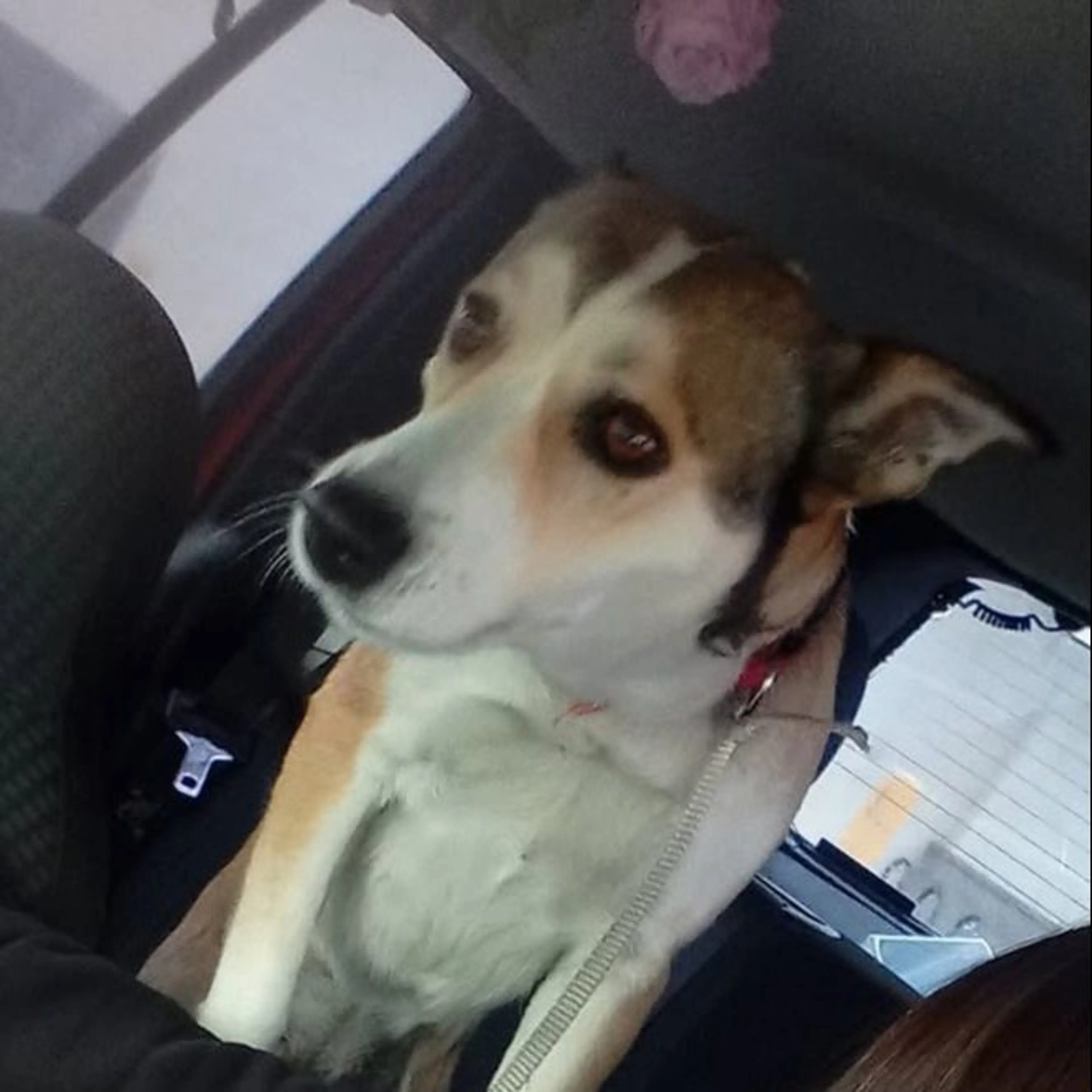 Lost pet