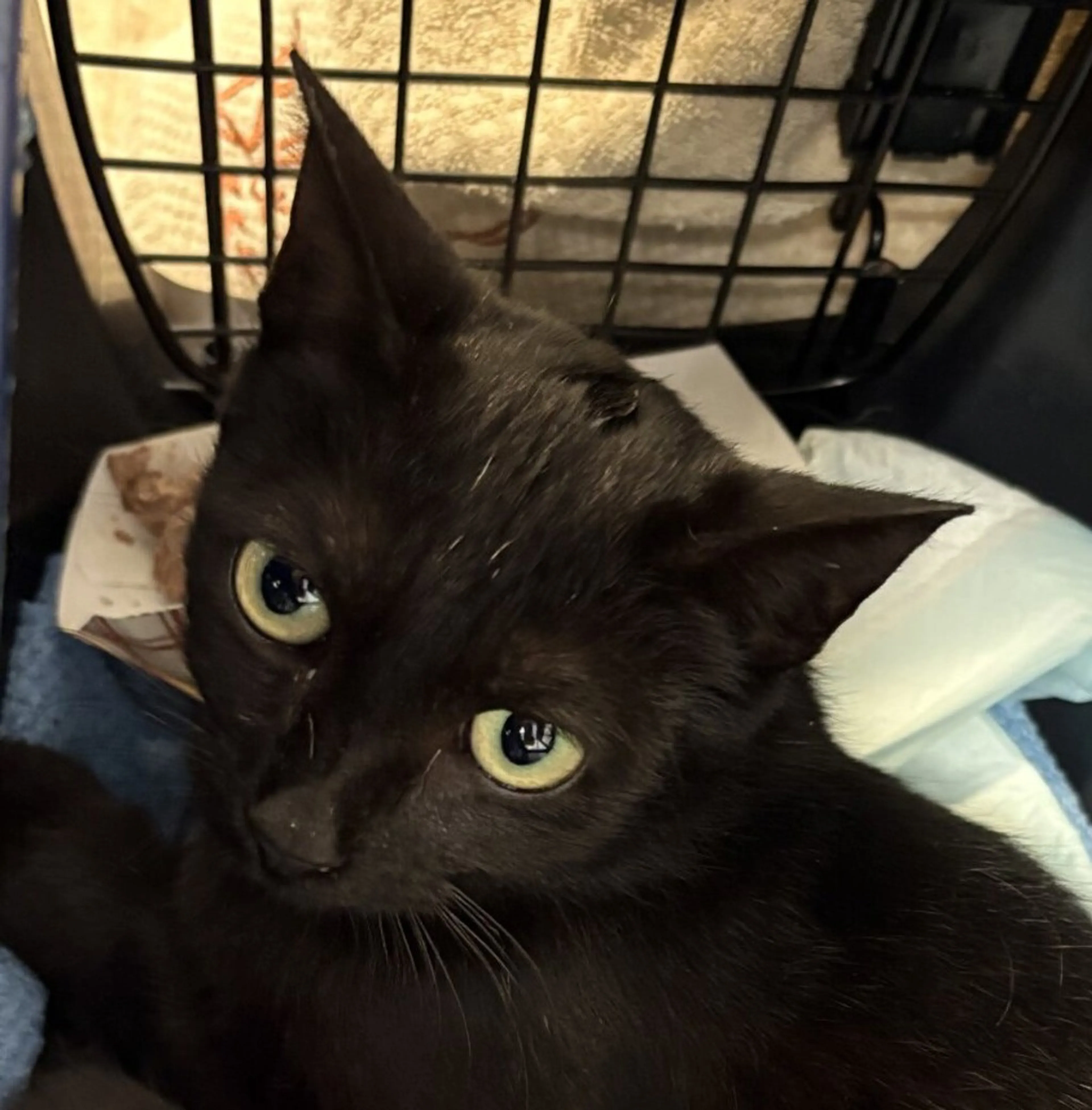 Found pet
