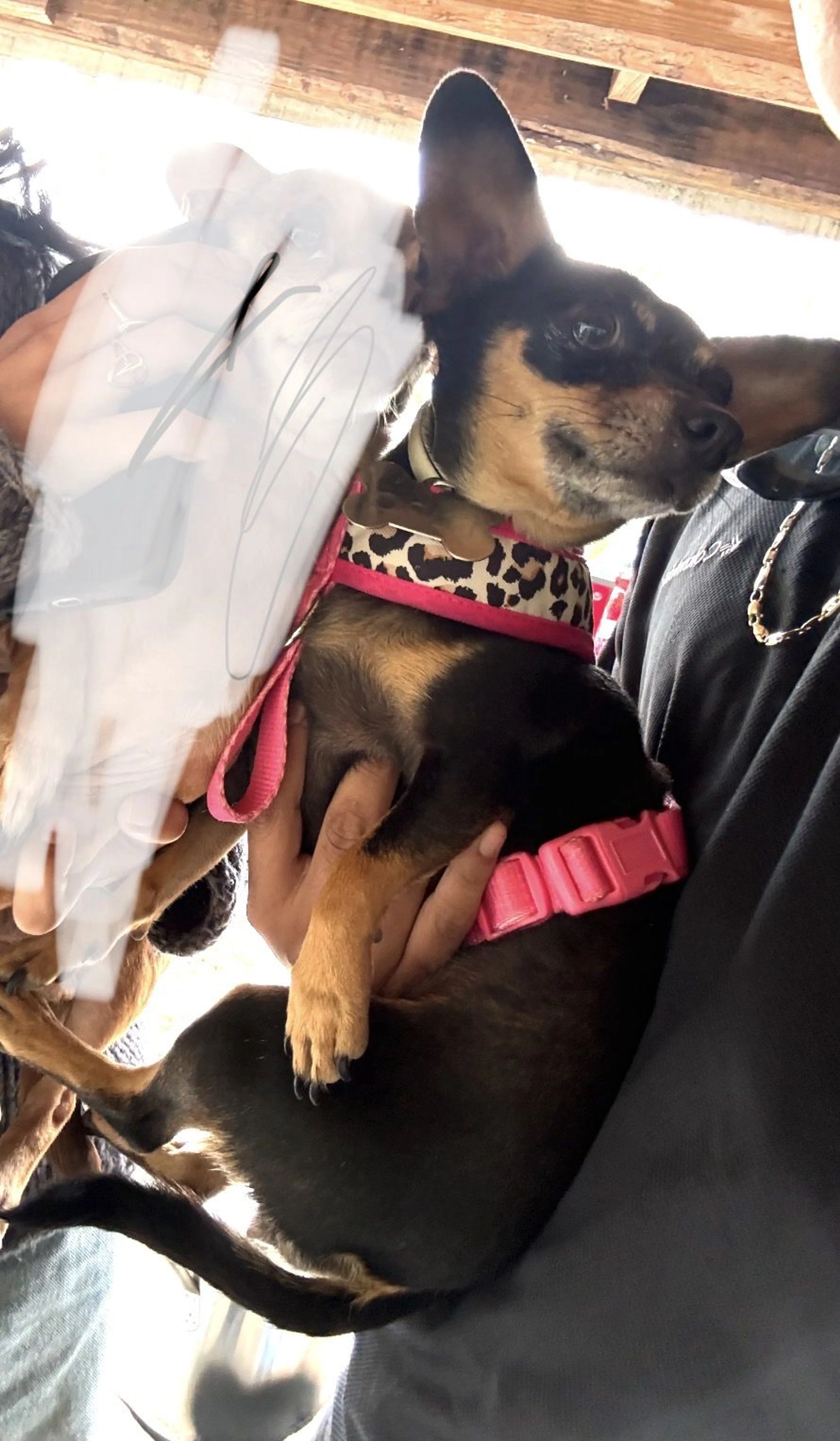 Lost pet