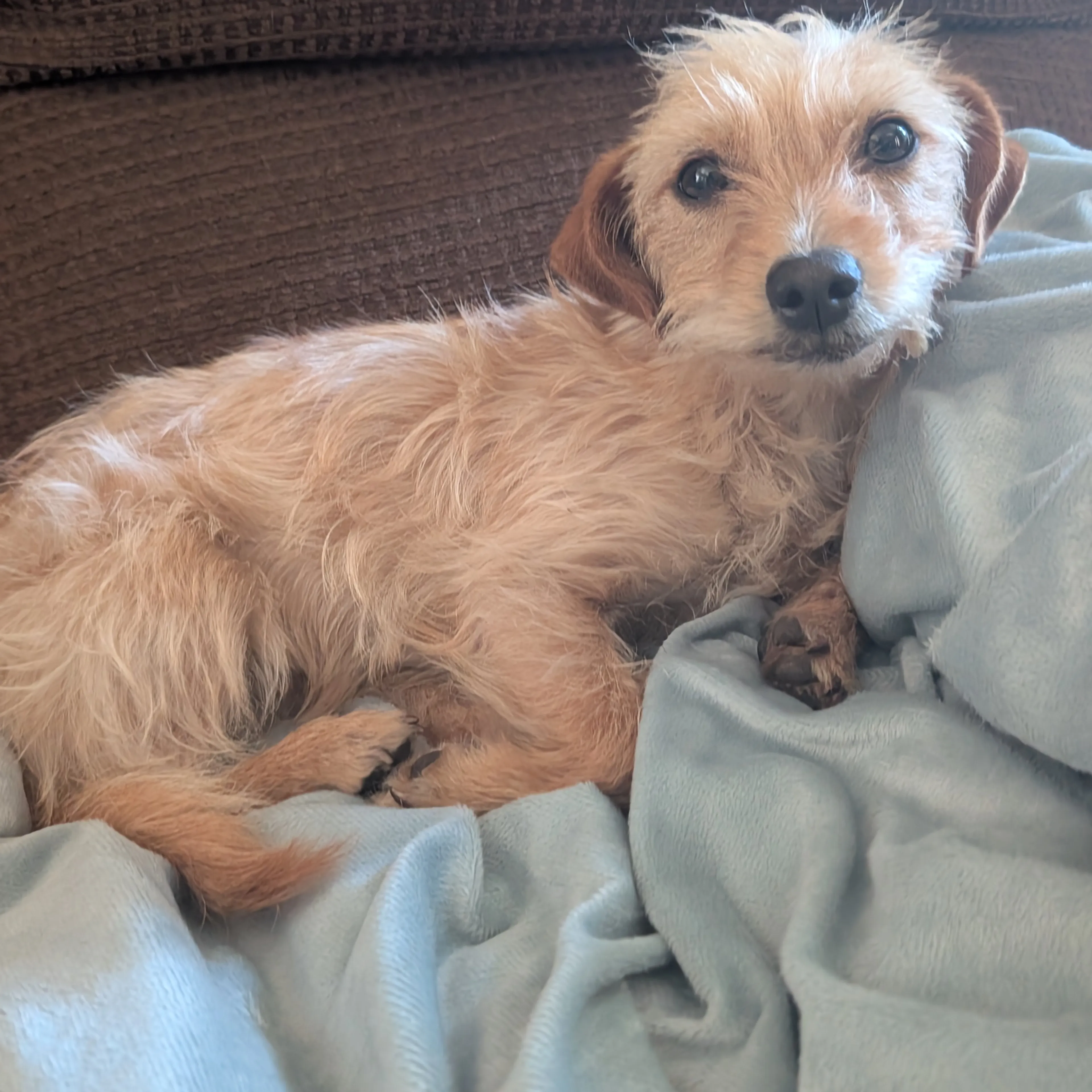 Found pet-1