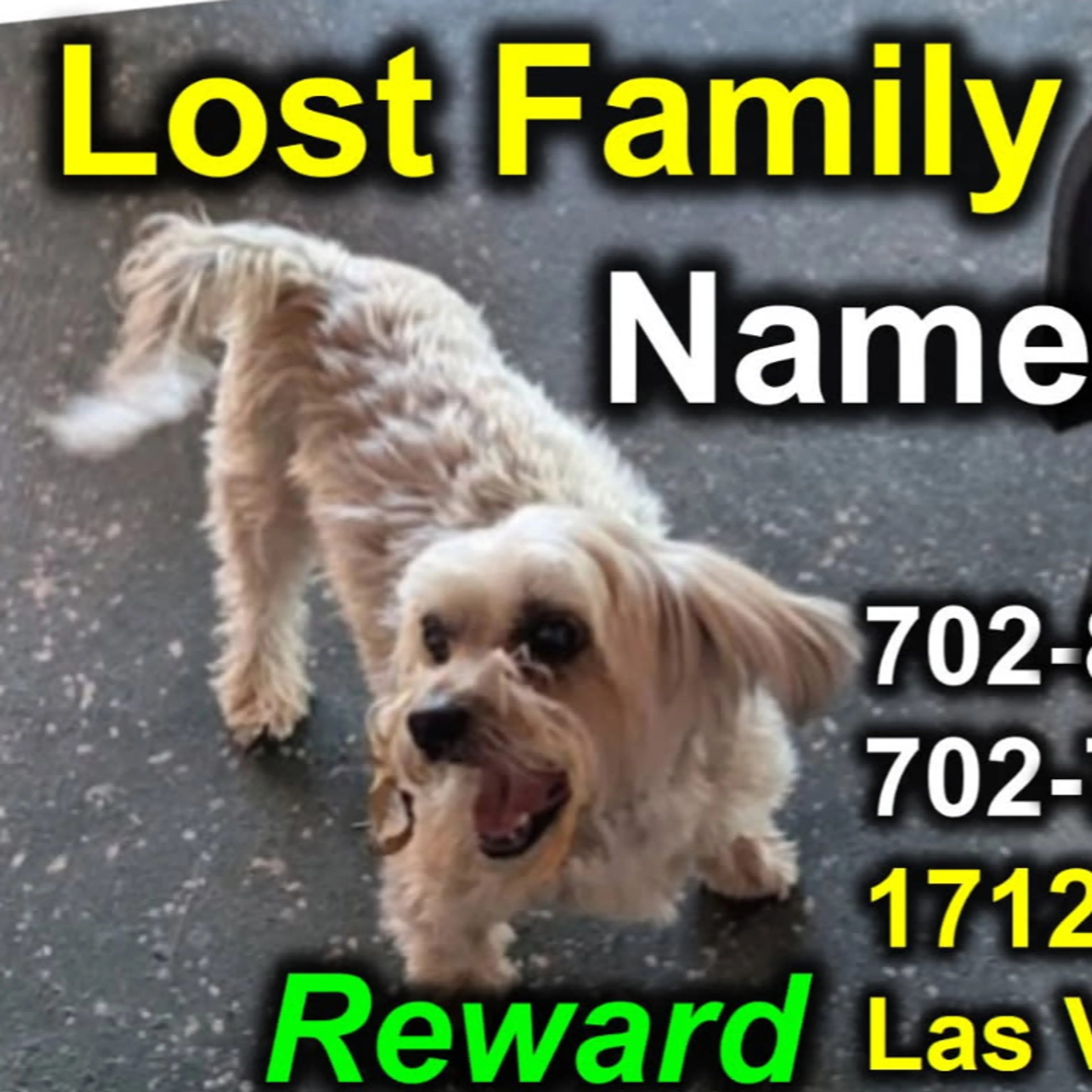 Lost pet-1