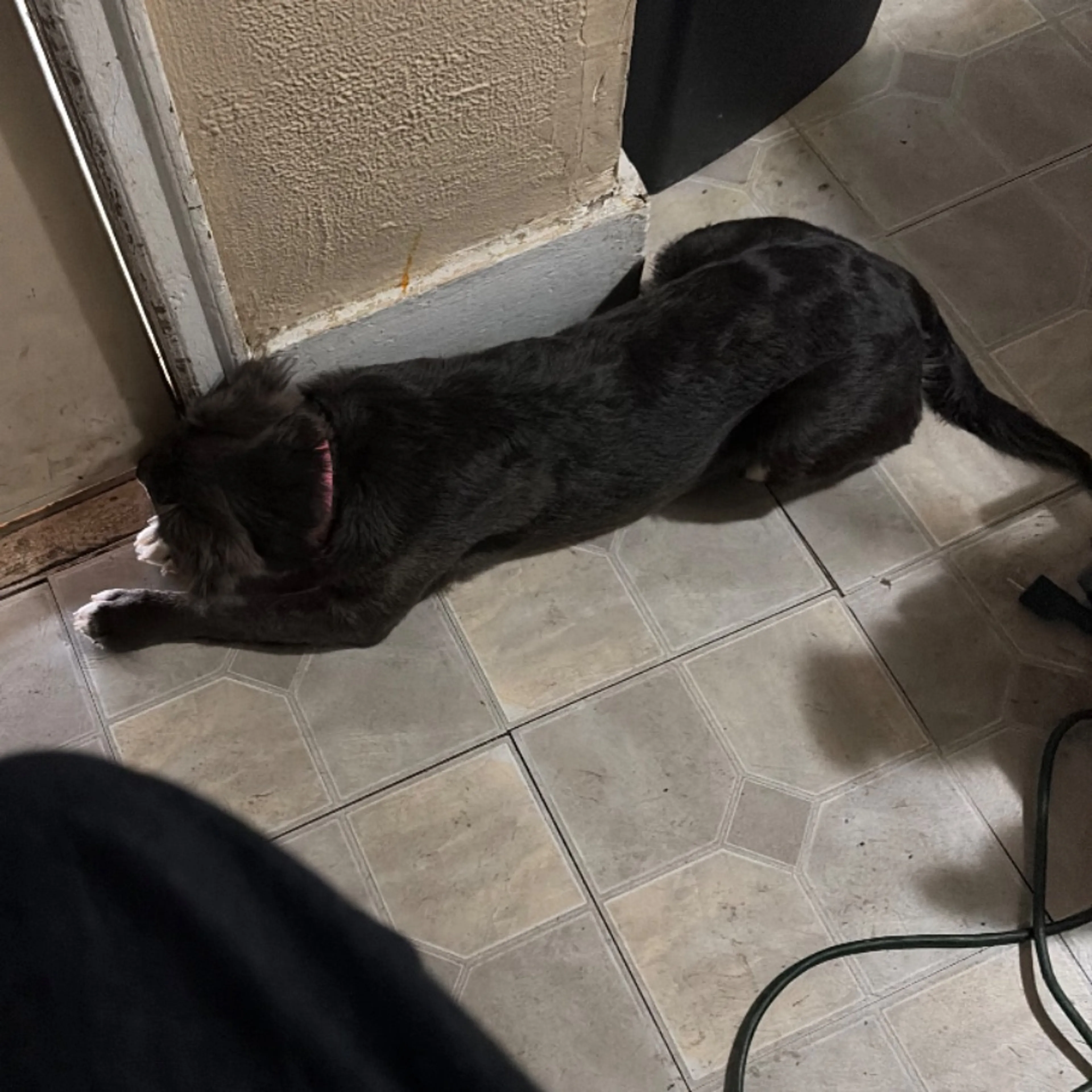 Lost pet-0