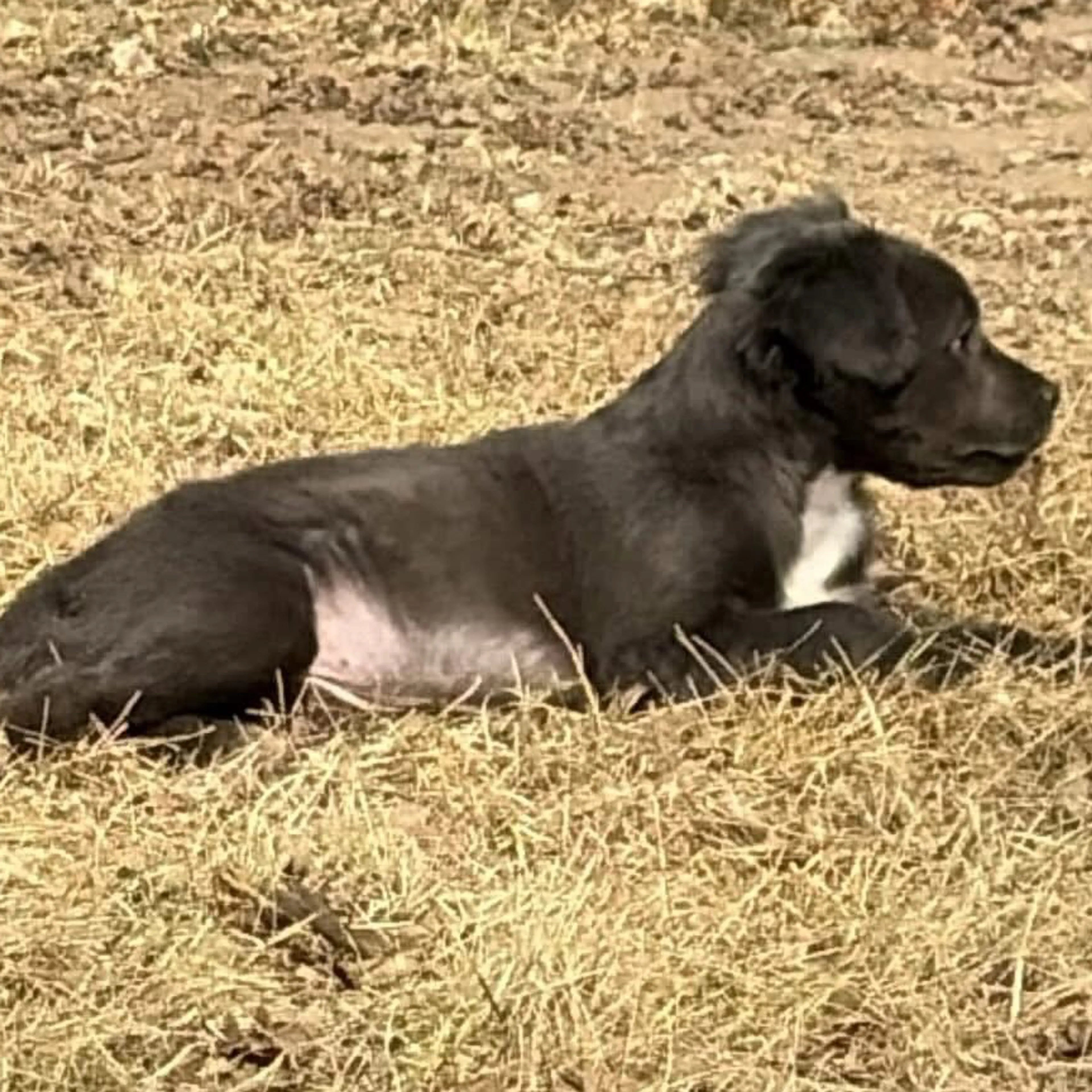 Lost pet-1