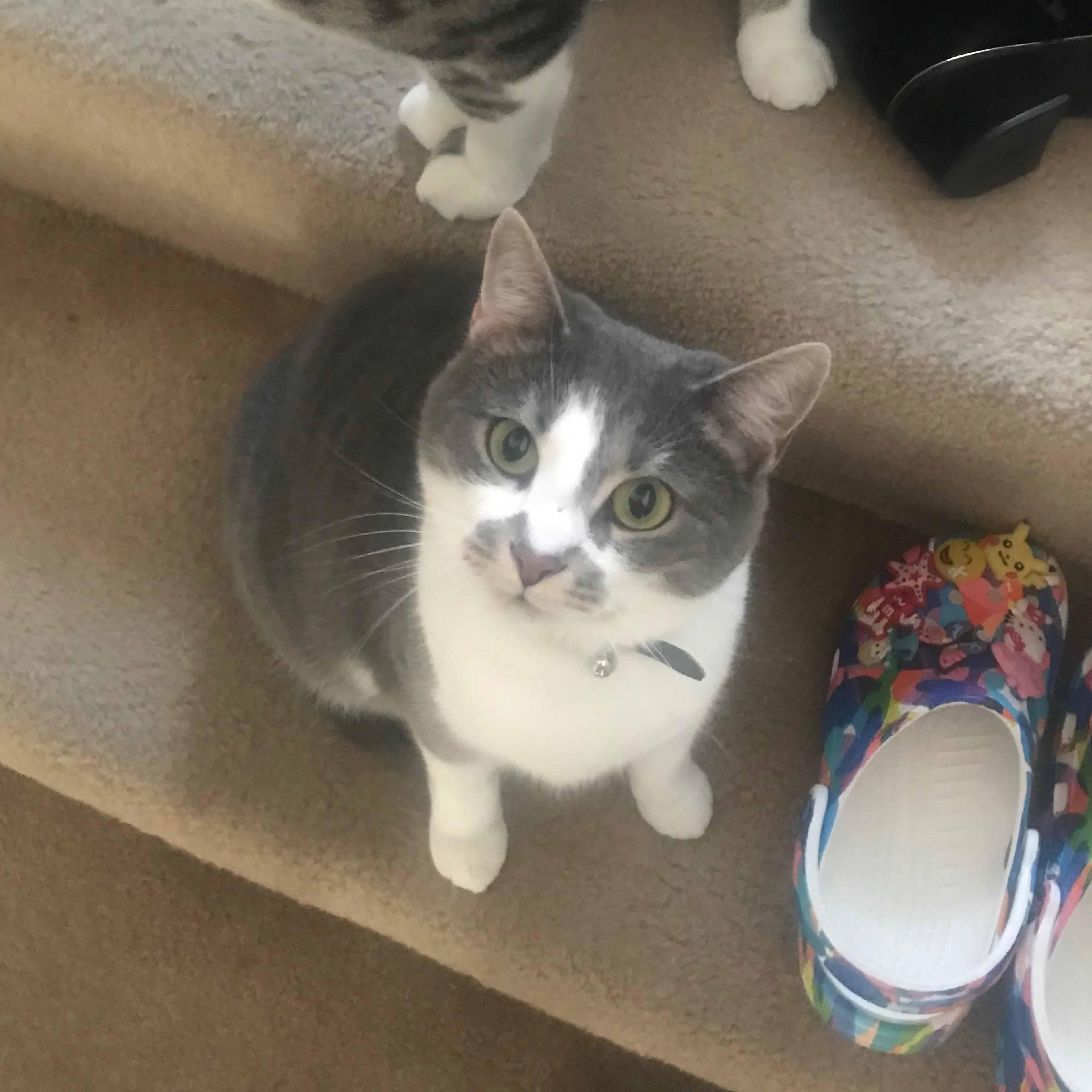 Lost pet-2