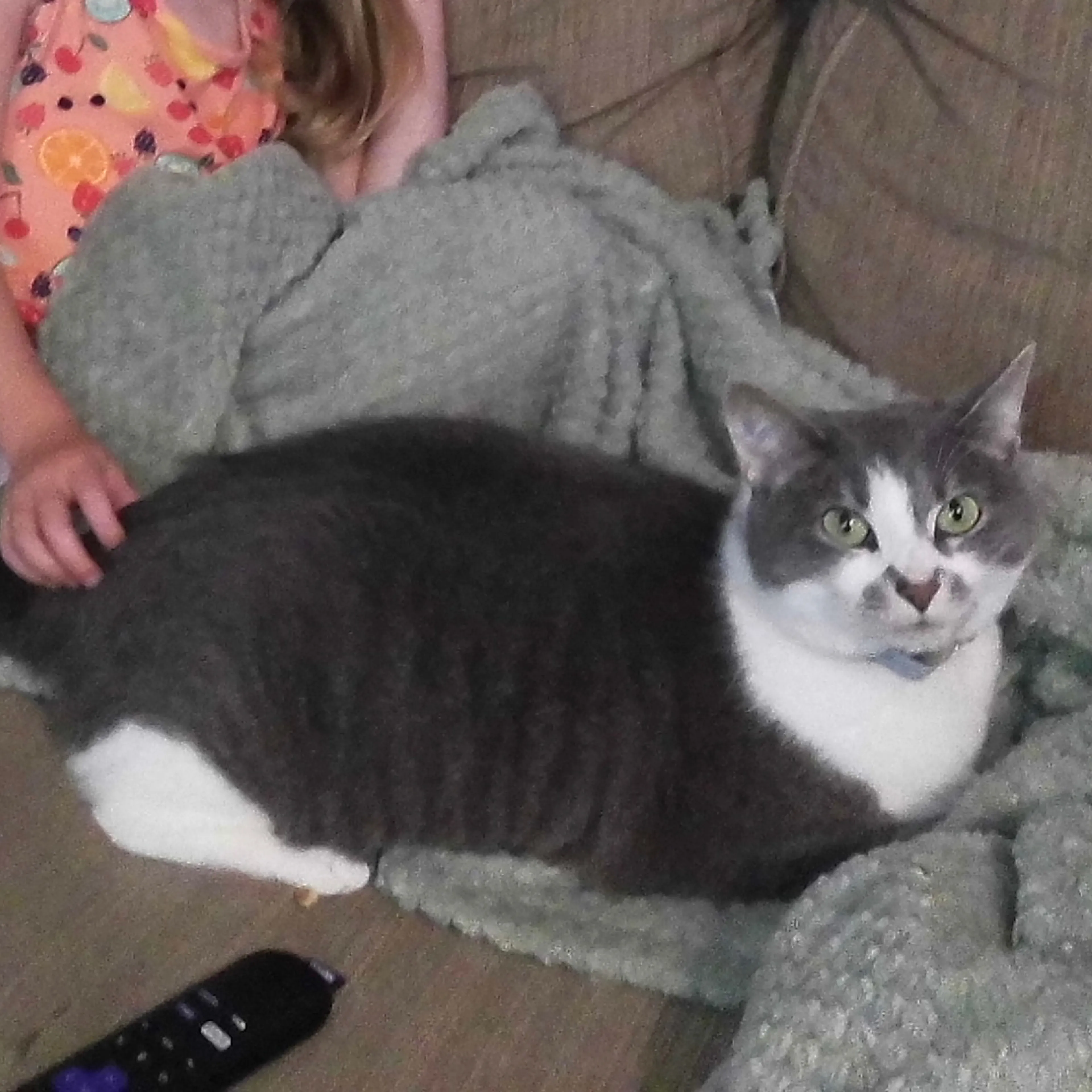 Lost pet-1