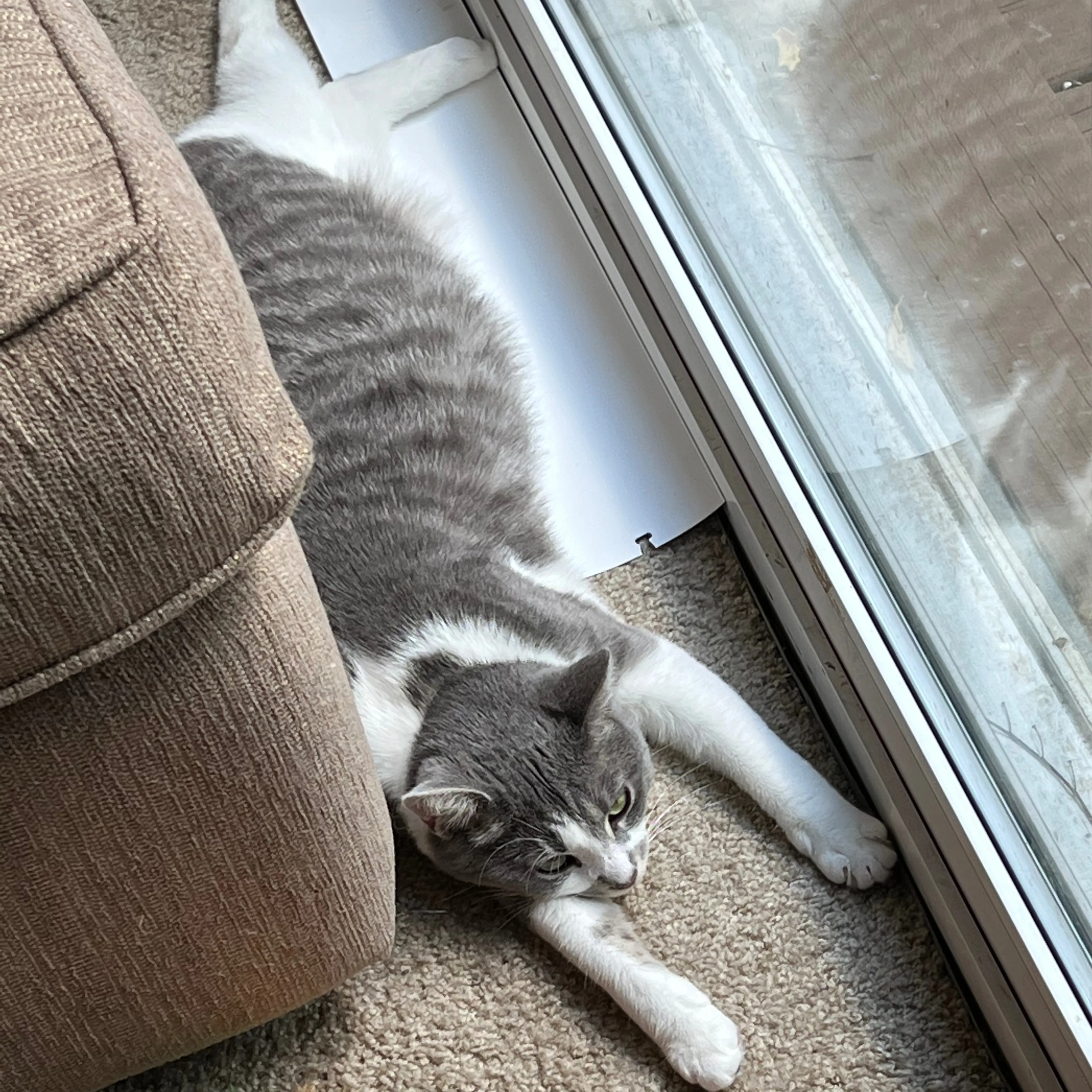 Lost pet-3