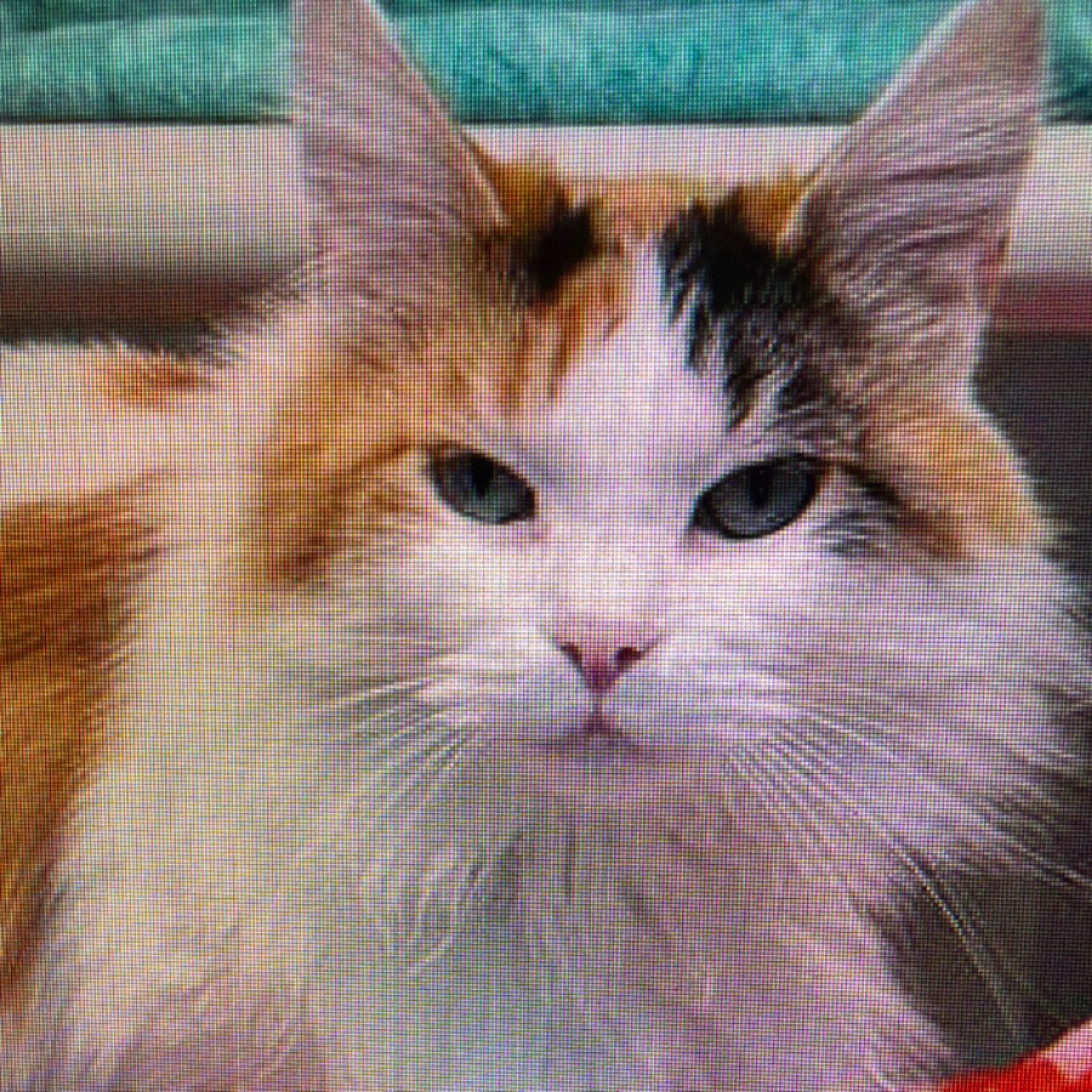 Lost pet