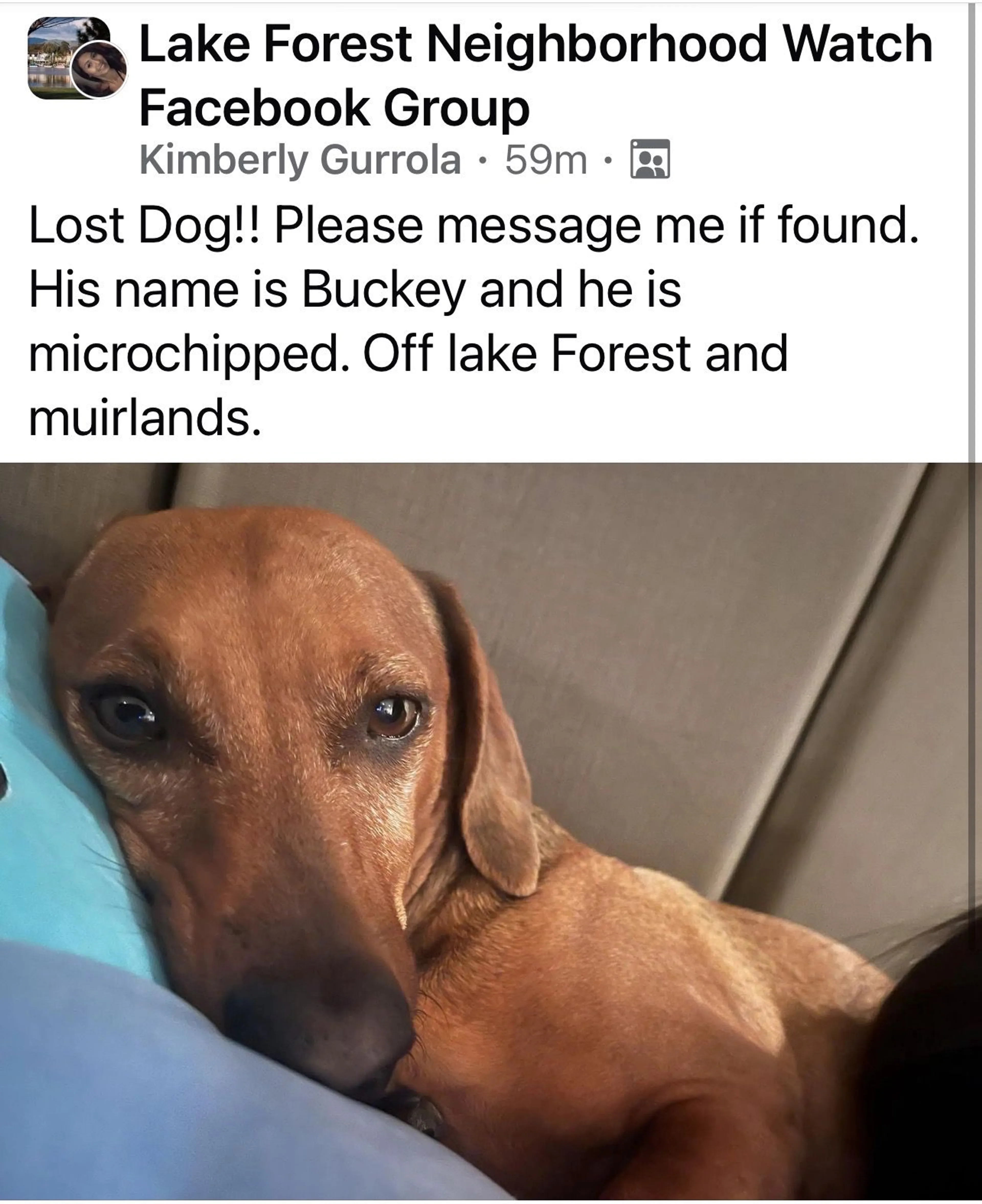 Lost pet