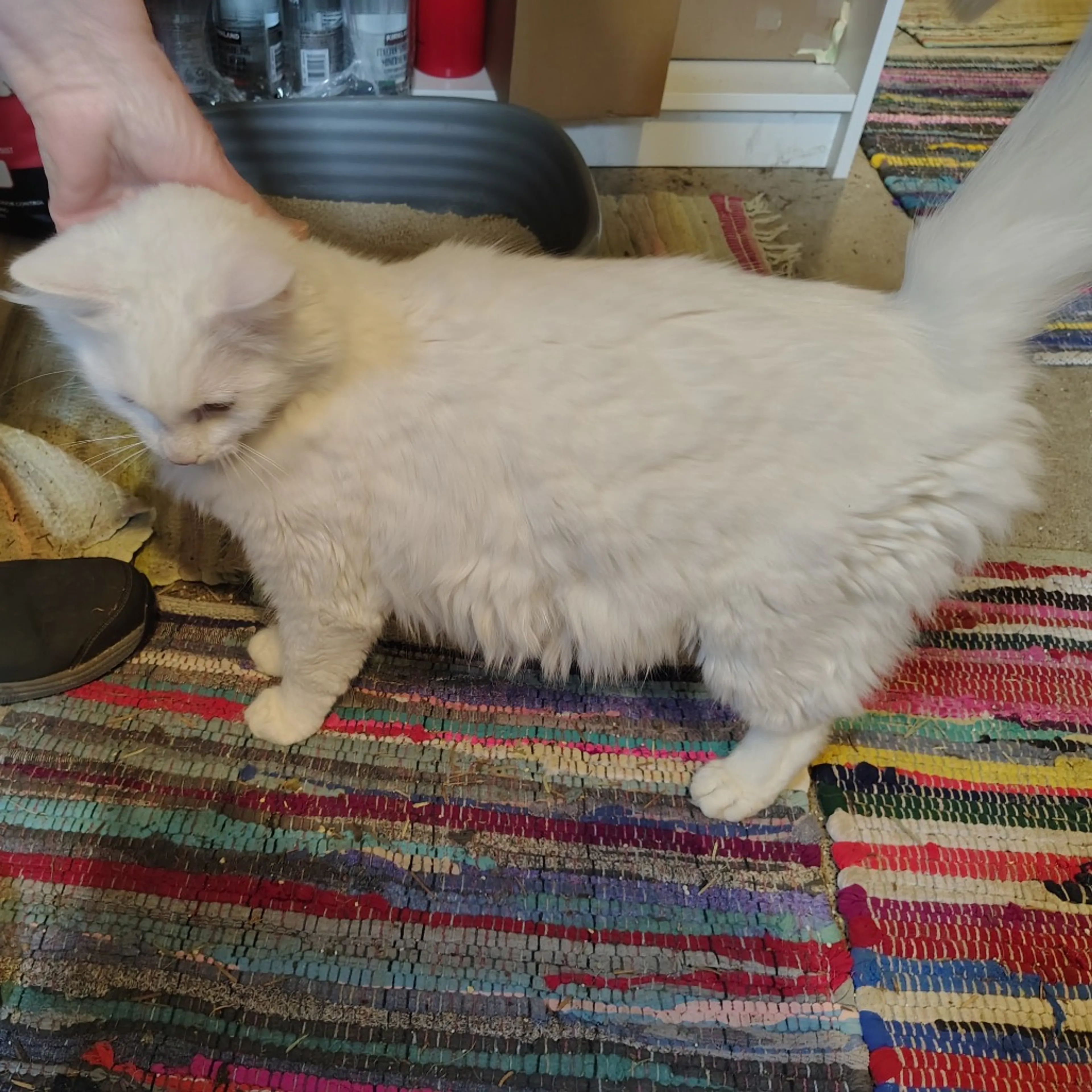 Found pet-1