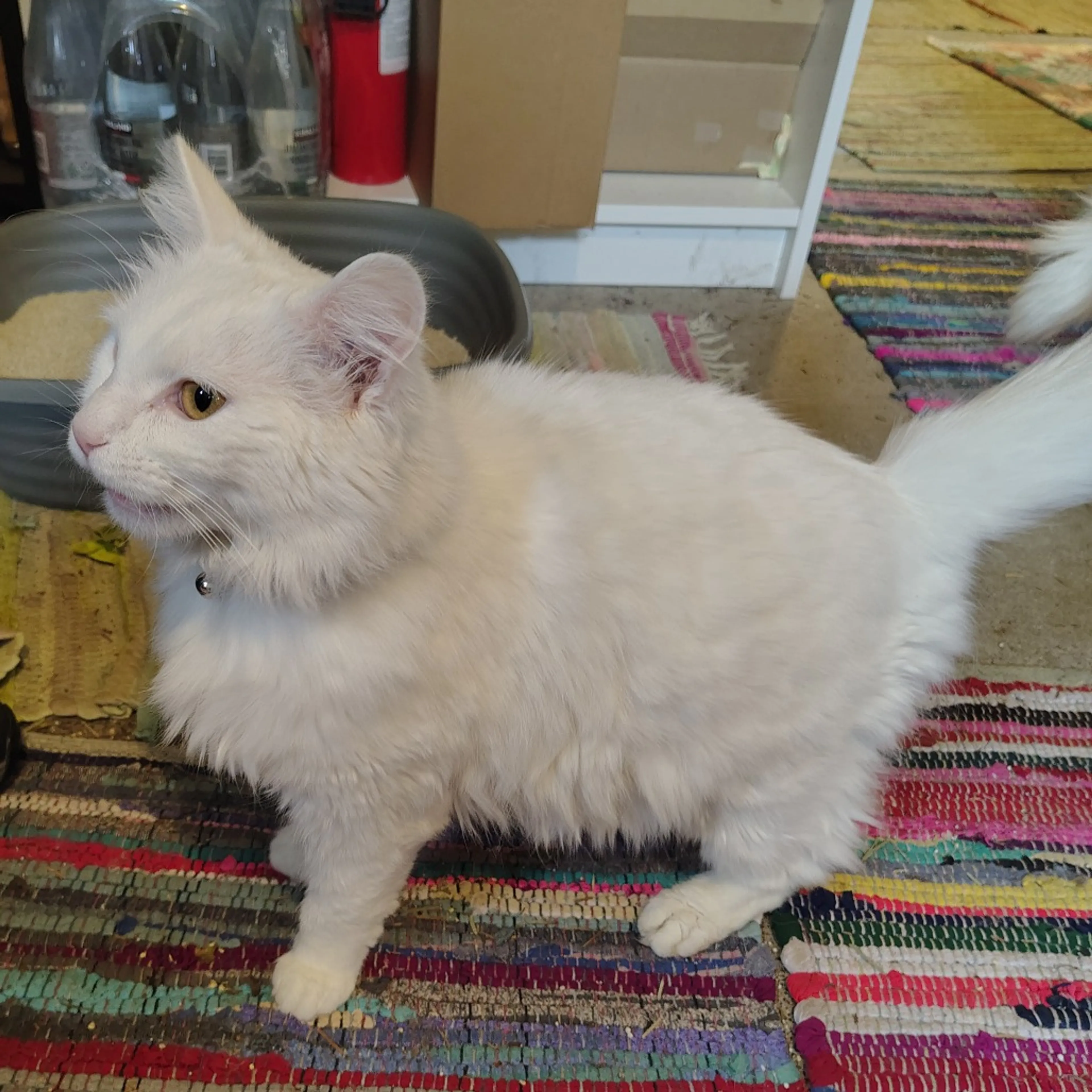 Found pet-0