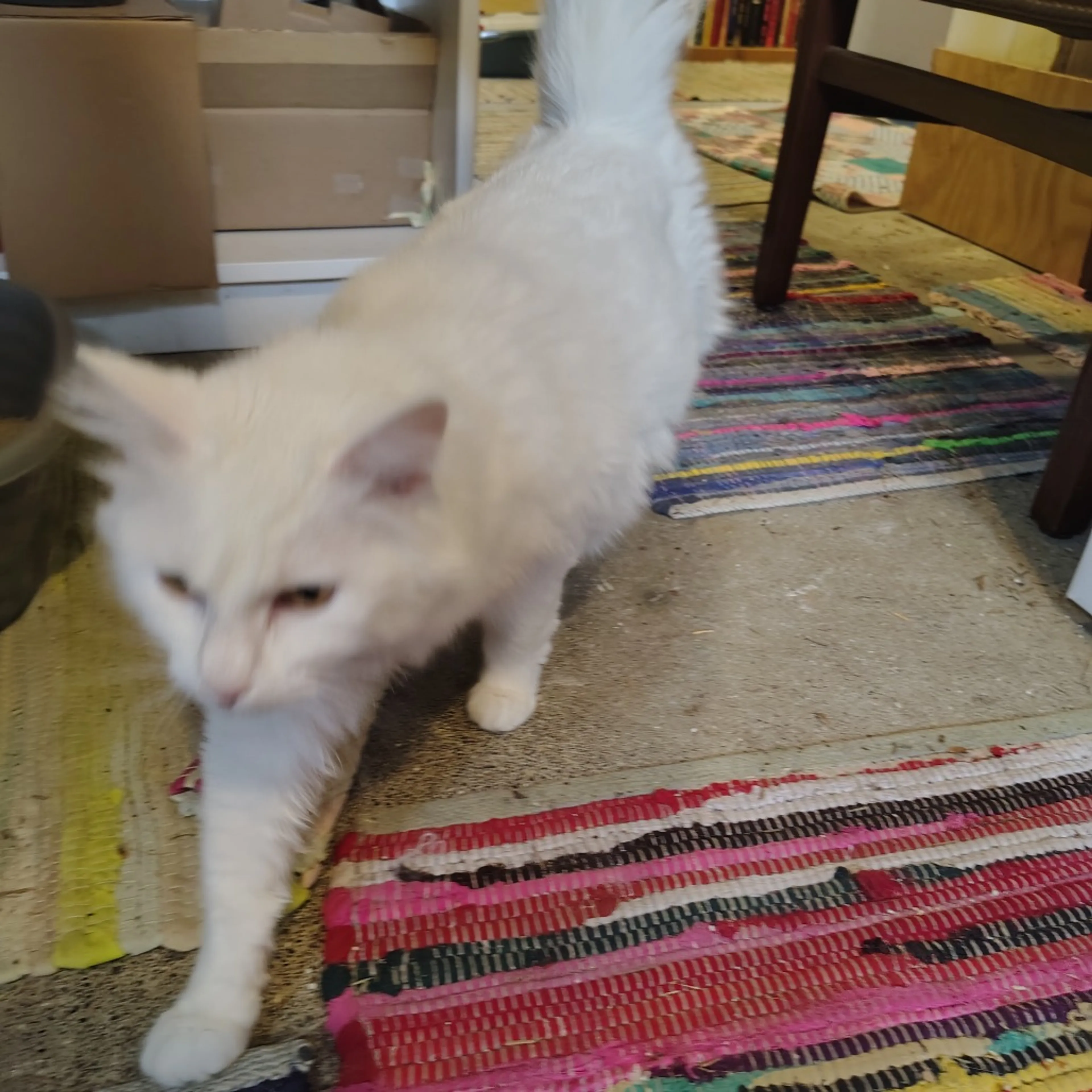 Found pet-2