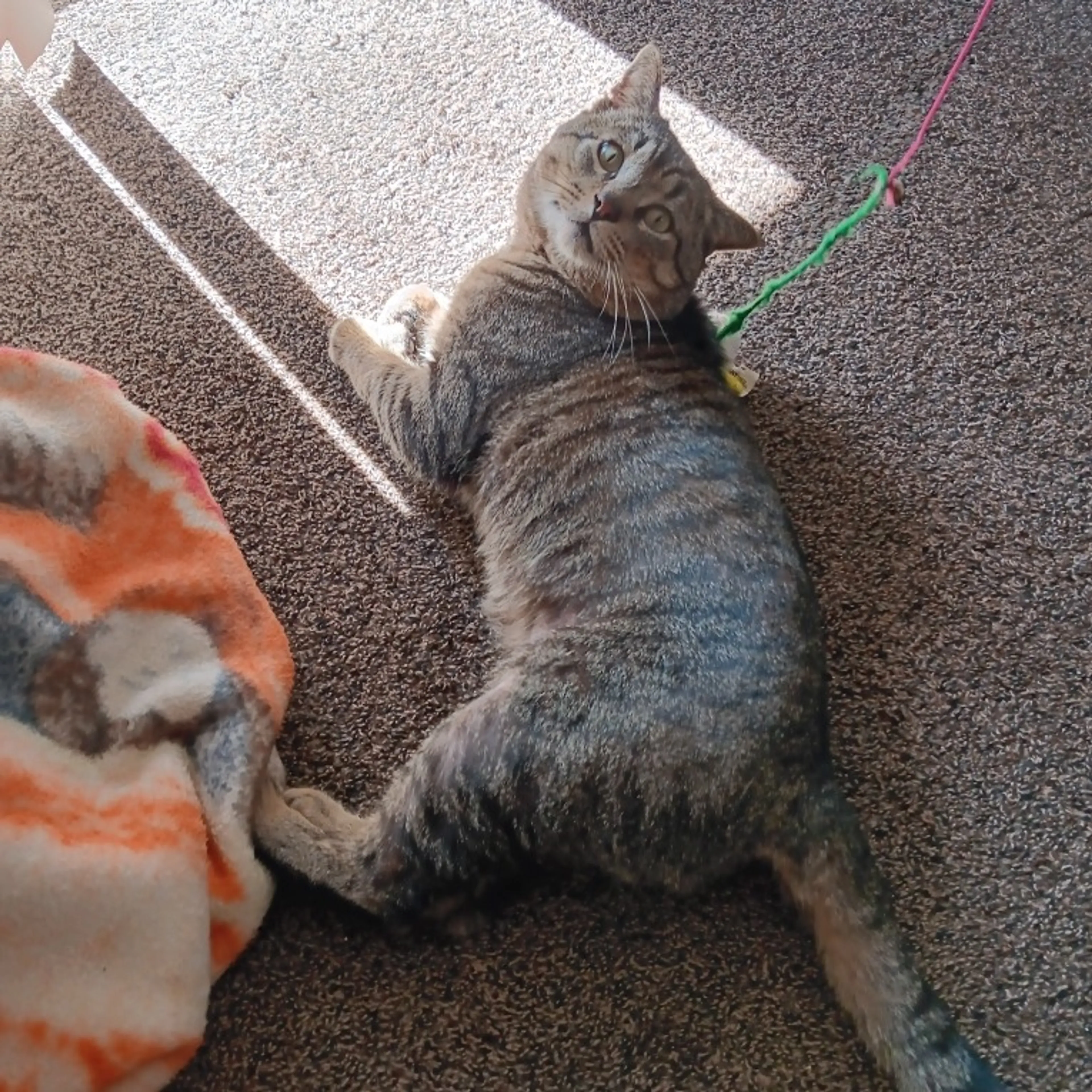Found pet-0