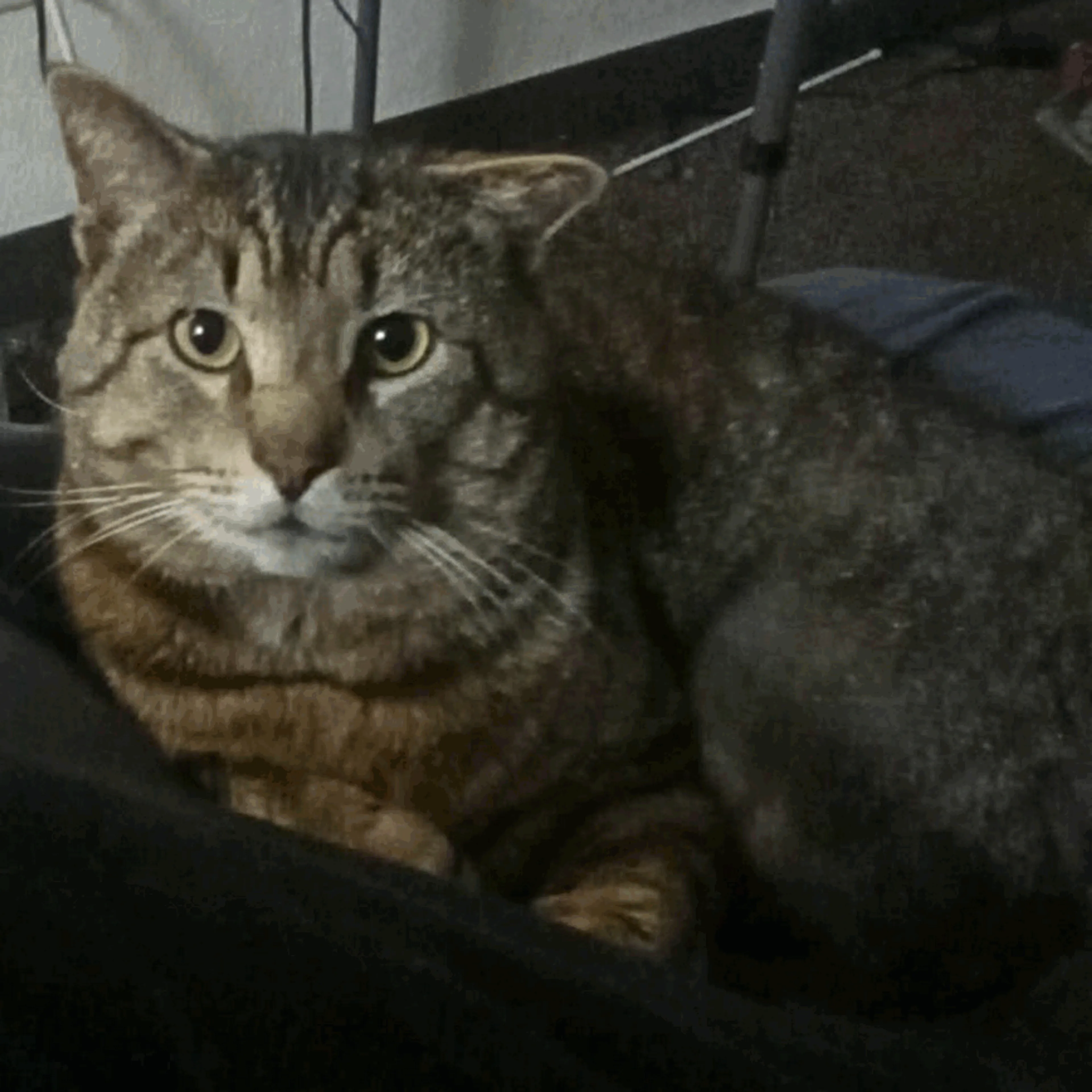 Found pet-1