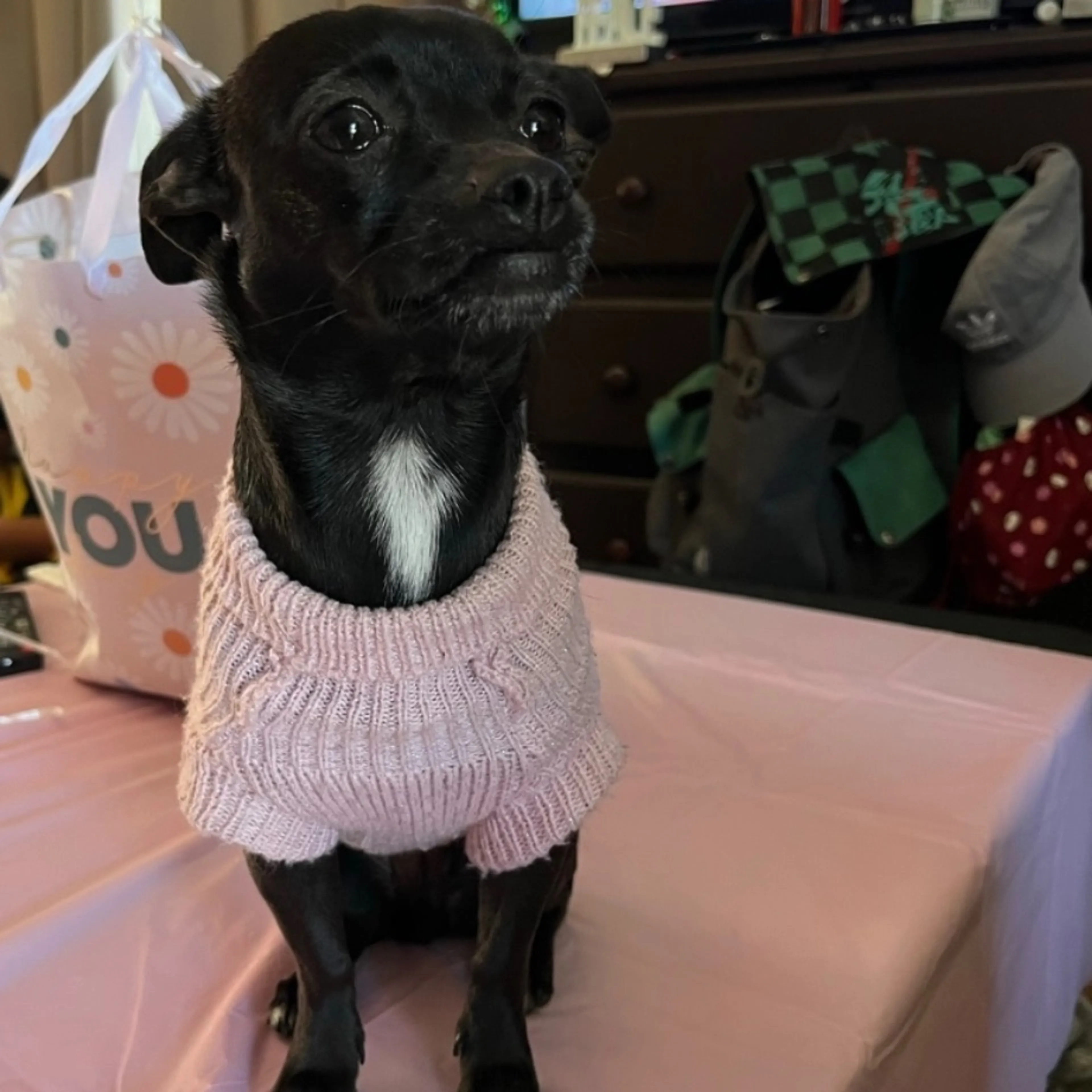 Lost pet
