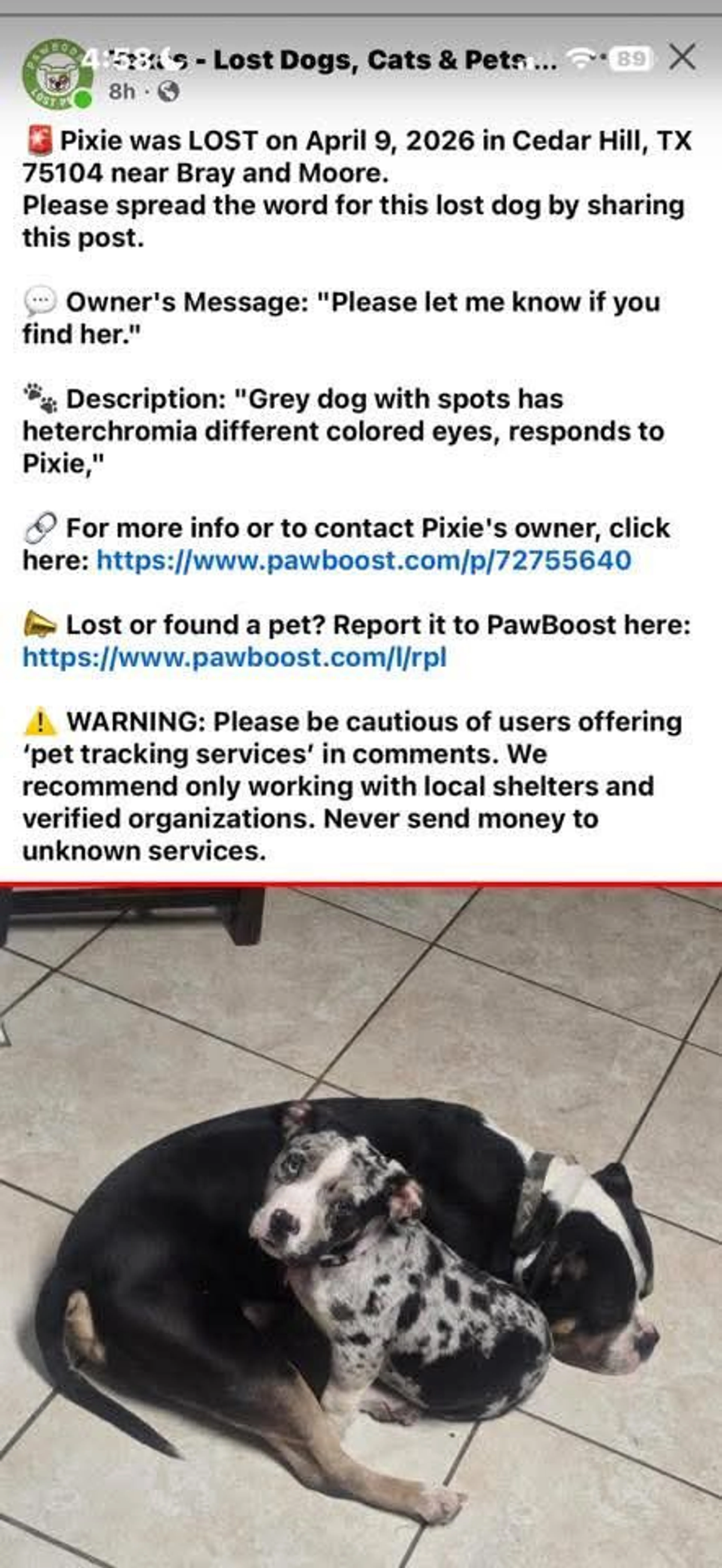 Lost pet