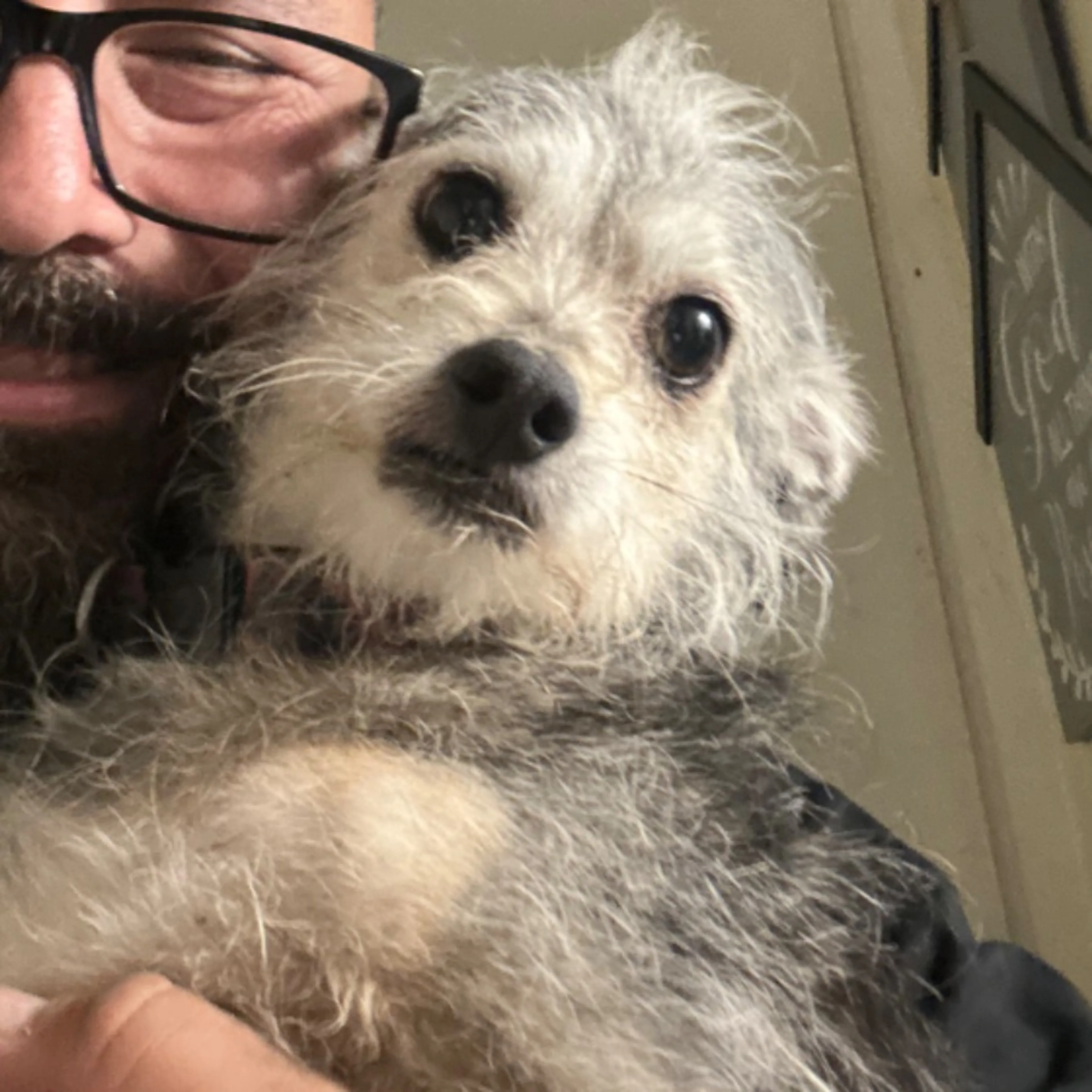Lost pet